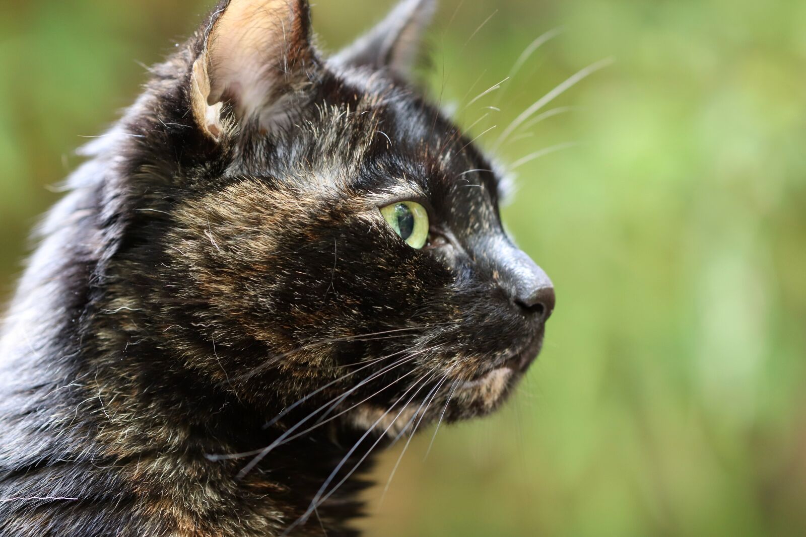 Canon EOS 800D (EOS Rebel T7i / EOS Kiss X9i) sample photo. Cat, tortoise shell, cat photography