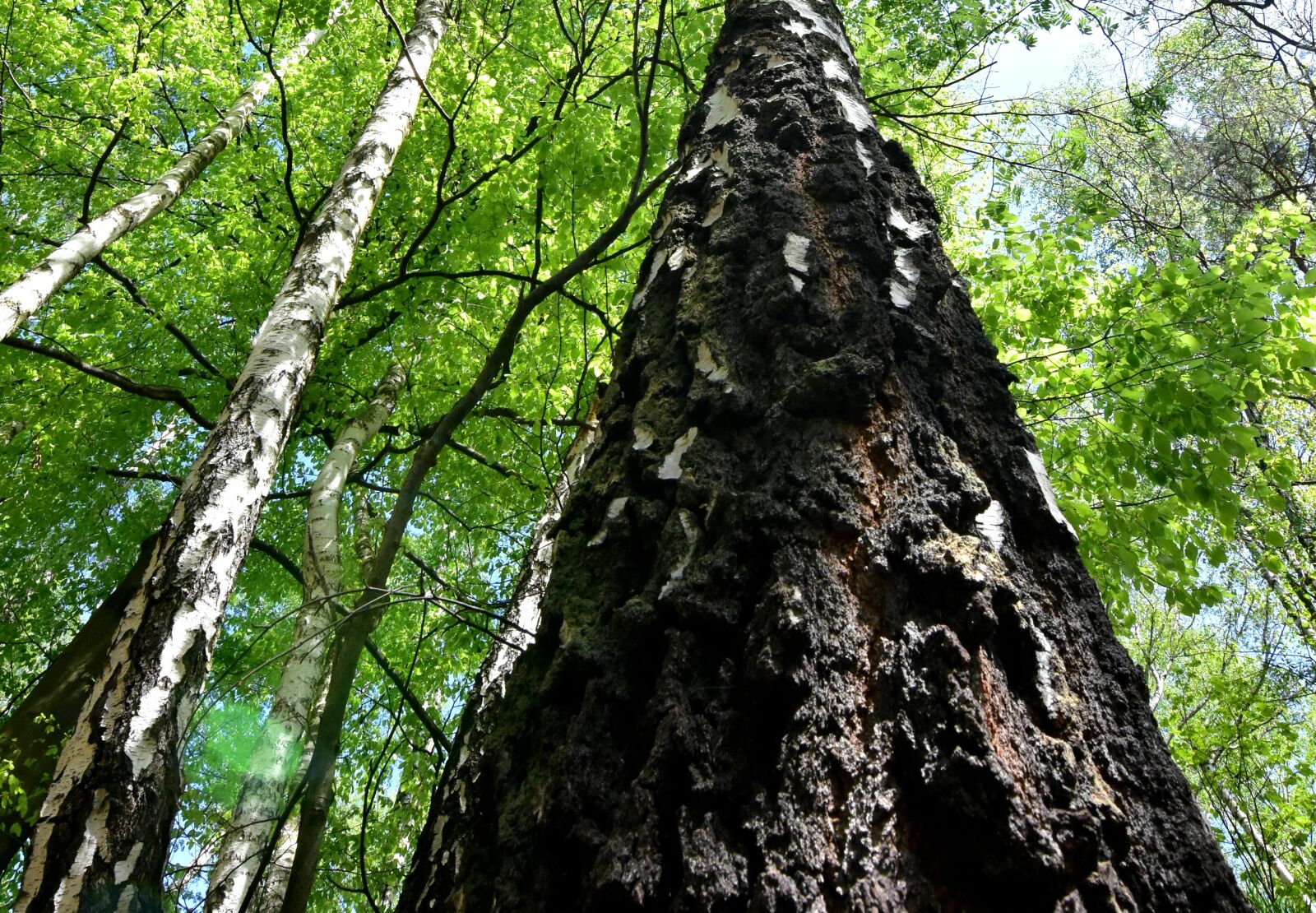 Nikon D7200 sample photo. Tree, nature, leaf photography