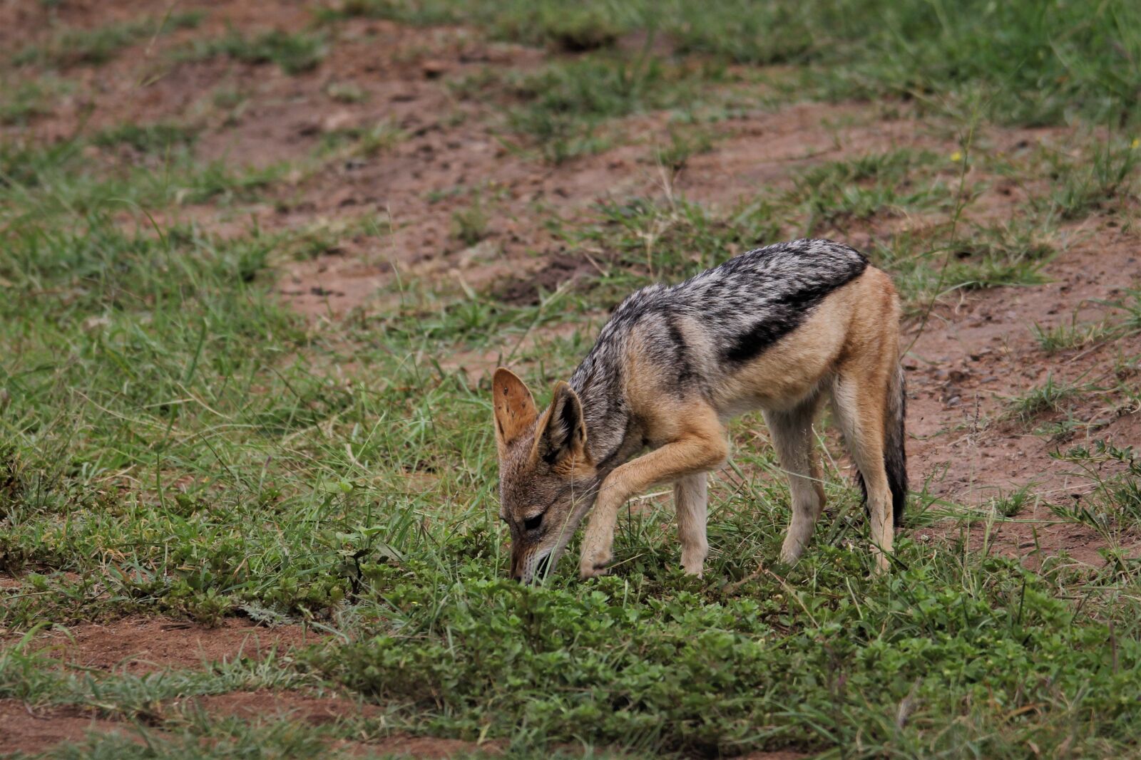 Canon EOS 60D sample photo. Silver, backed, jackal photography