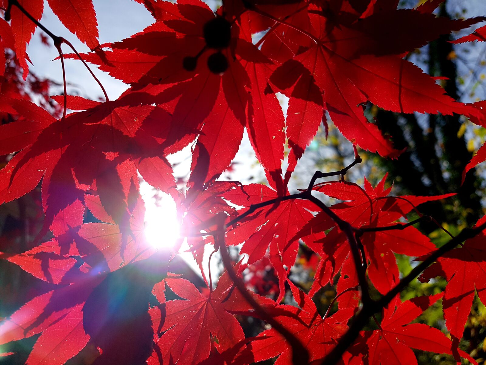 Samsung Galaxy S7 Edge sample photo. Fall foliage, maple, red photography
