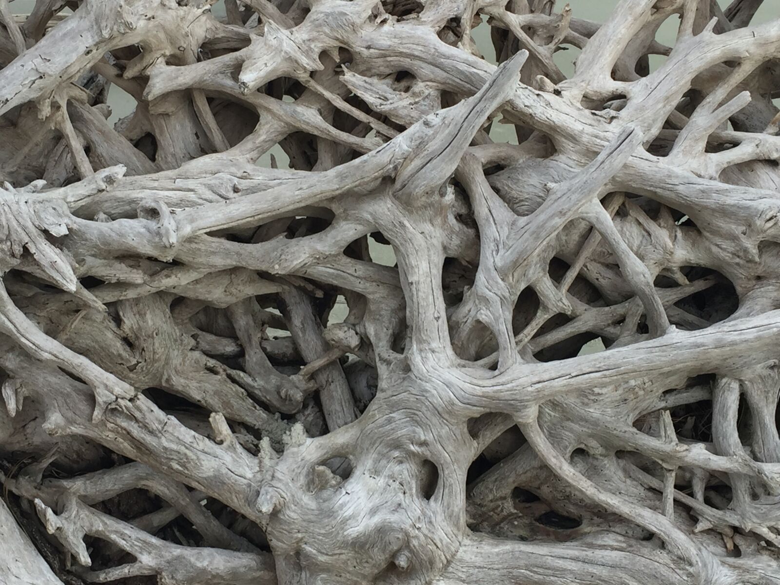 iPhone 6 Plus back camera 4.15mm f/2.2 sample photo. Wood, bark, tree photography