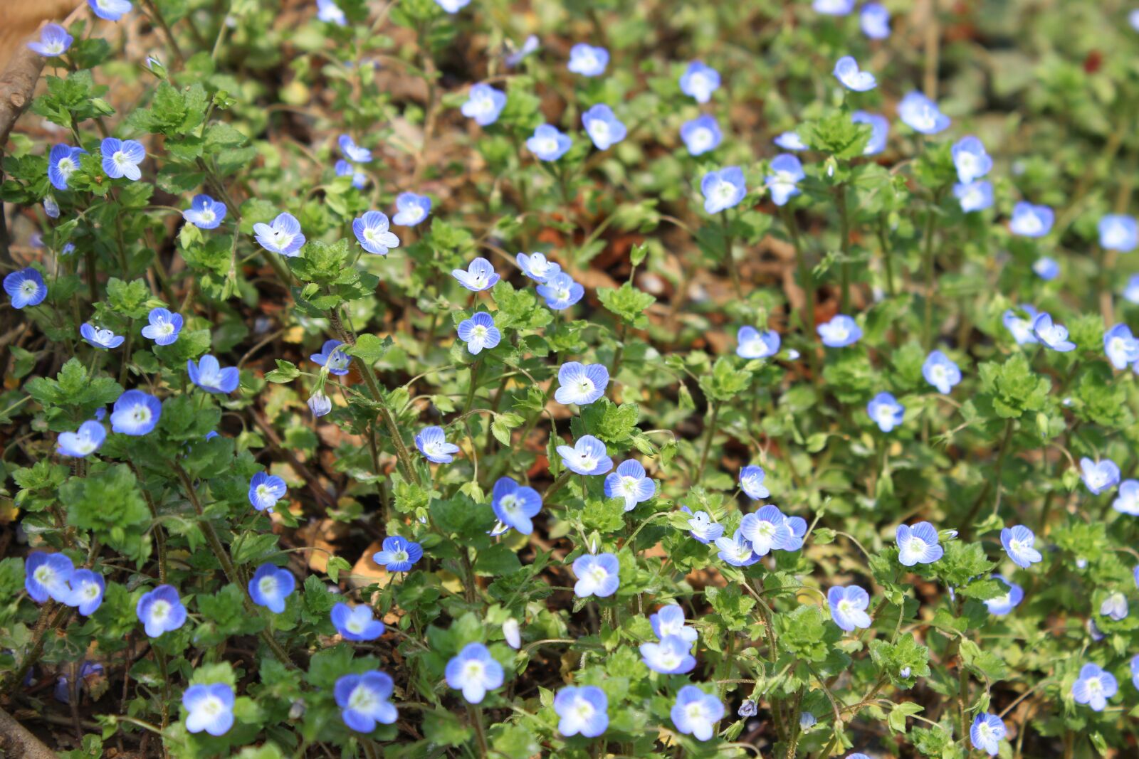 Canon EOS 600D (Rebel EOS T3i / EOS Kiss X5) sample photo. Little flower, land, wild photography