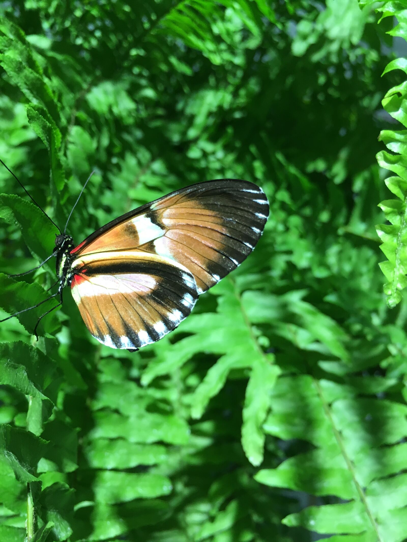 Apple iPhone 6s sample photo. Butterfly, nature, wing photography