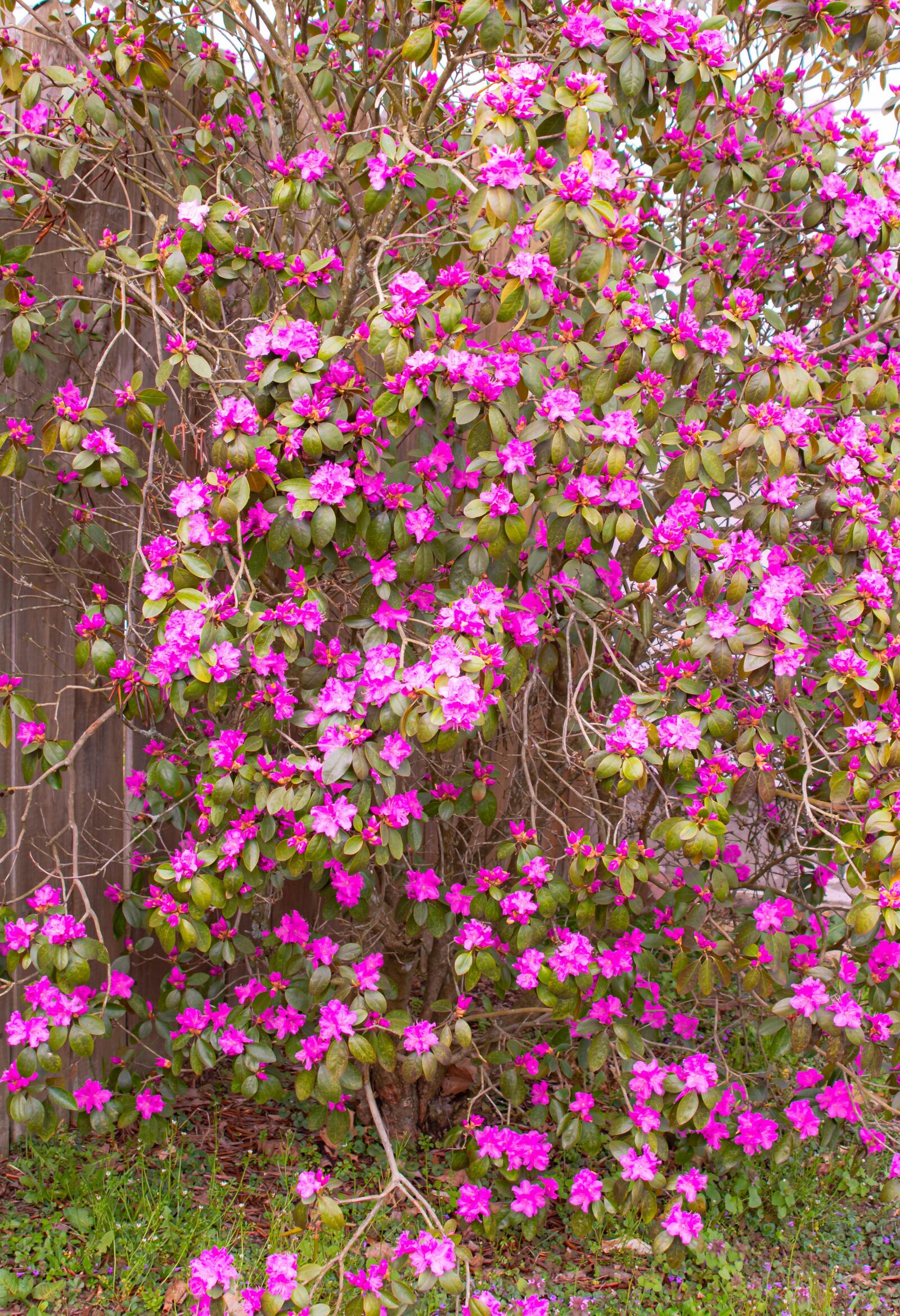 Nikon D500 sample photo. Purple, flower, bush photography
