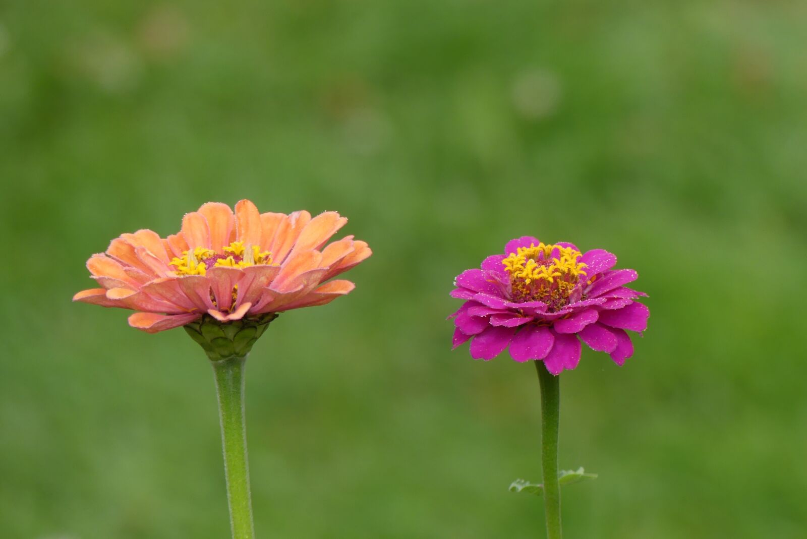 Panasonic Lumix DMC-FZ300 sample photo. Flowers, salmon, pink photography