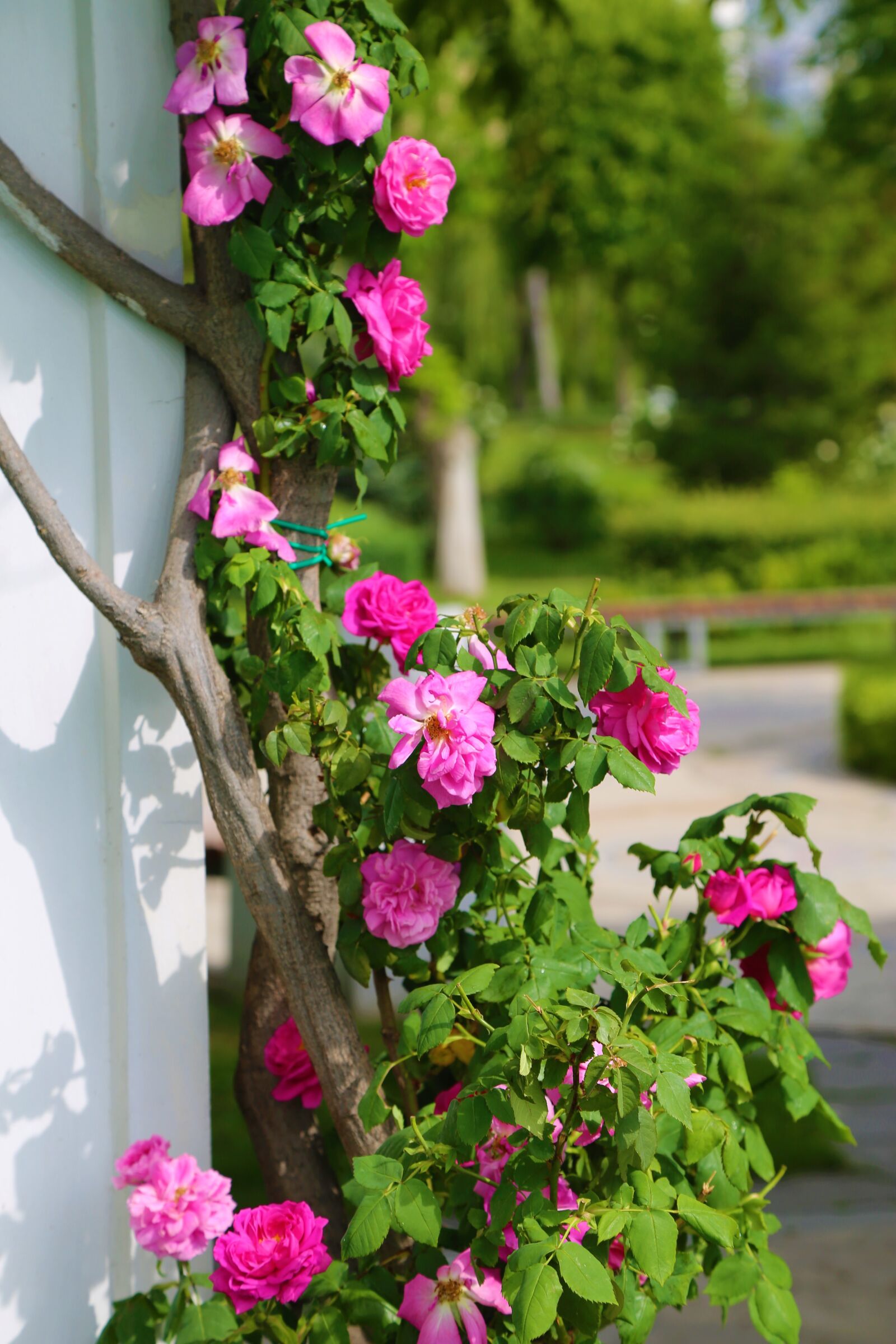Canon EF 24-105mm F4L IS USM sample photo. Rose, roses, nature photography