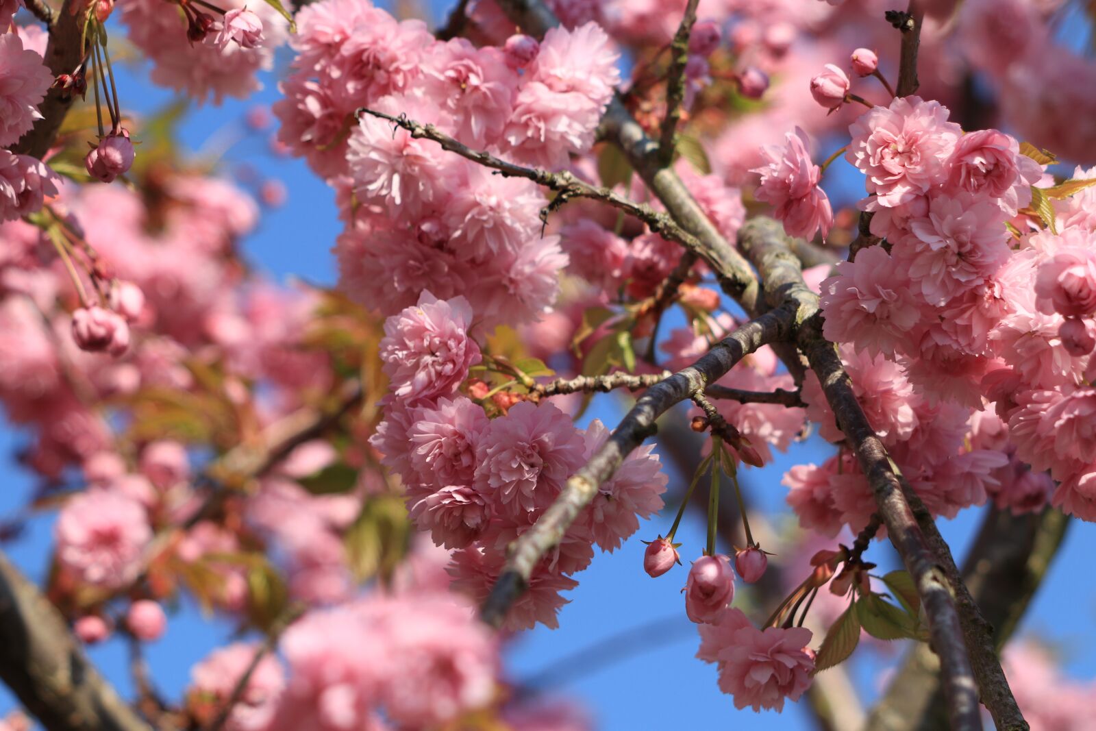 Canon EF 70-300 F4-5.6 IS II USM sample photo. Prunus, blossom, bloom photography