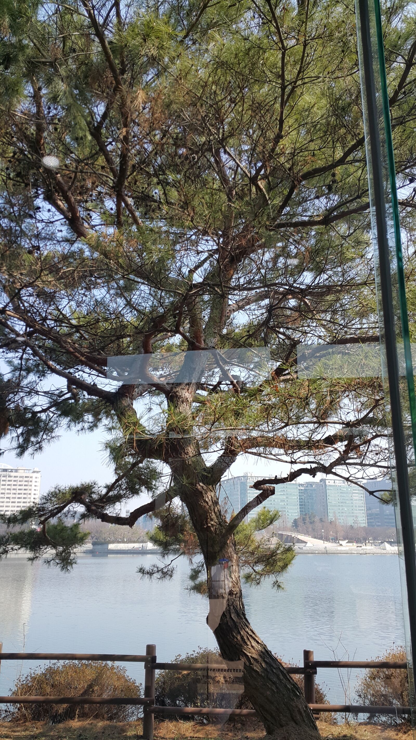 Samsung Galaxy Note4 sample photo. Cat, ilsan, it photography