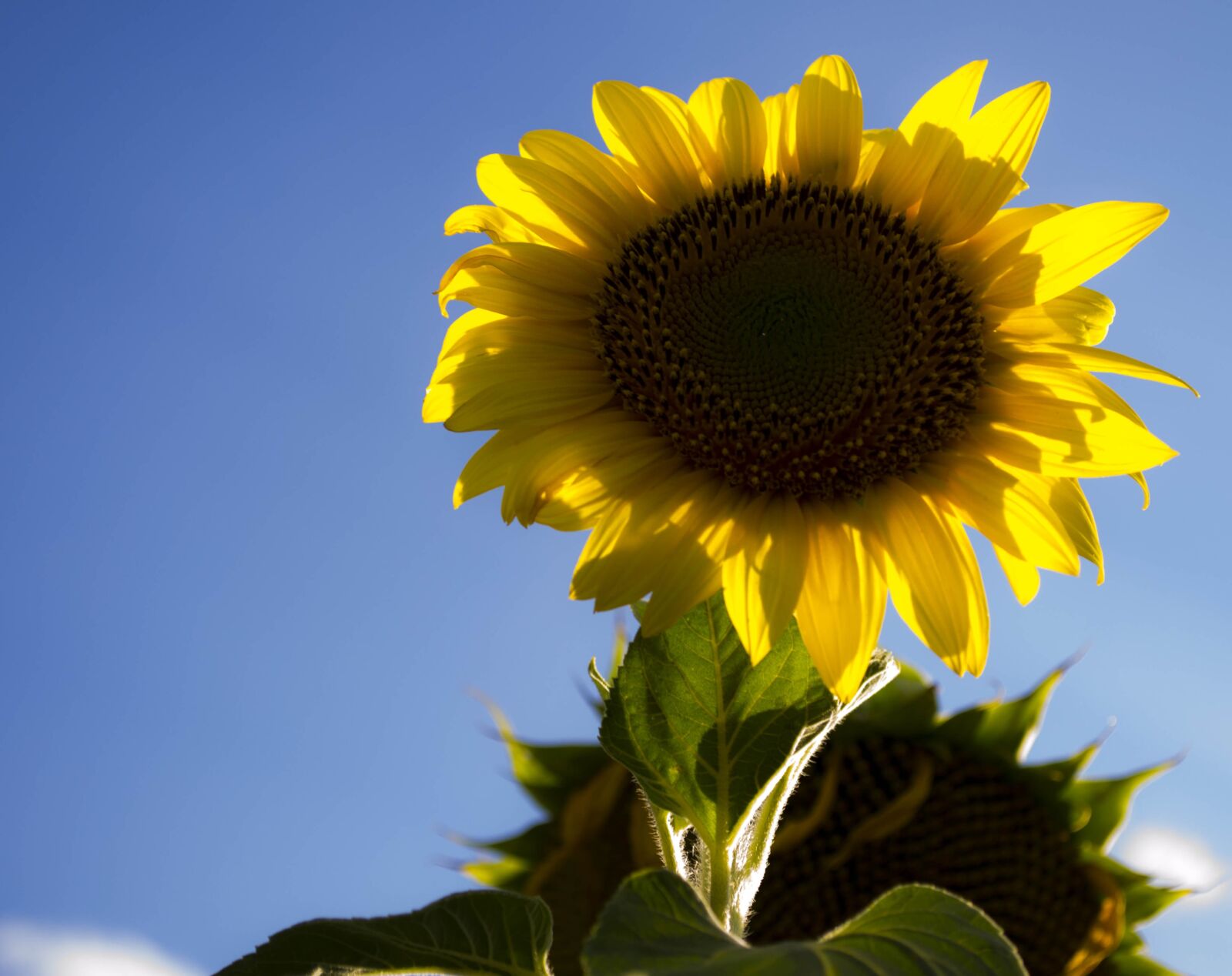 Nikon D3100 sample photo. Sunflower, flowers photography