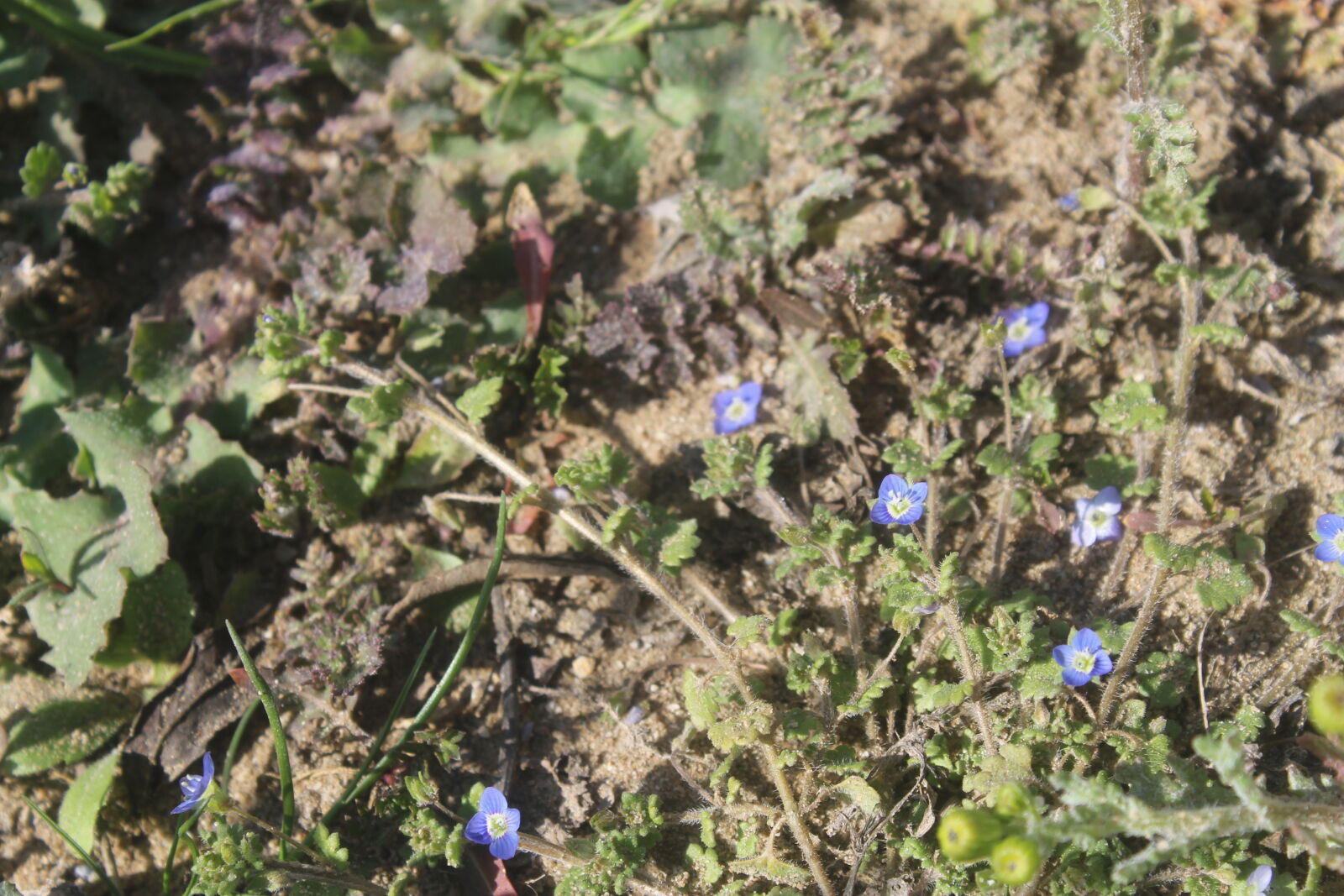 Canon EOS 1100D (EOS Rebel T3 / EOS Kiss X50) sample photo. Beautiful, flowers photography