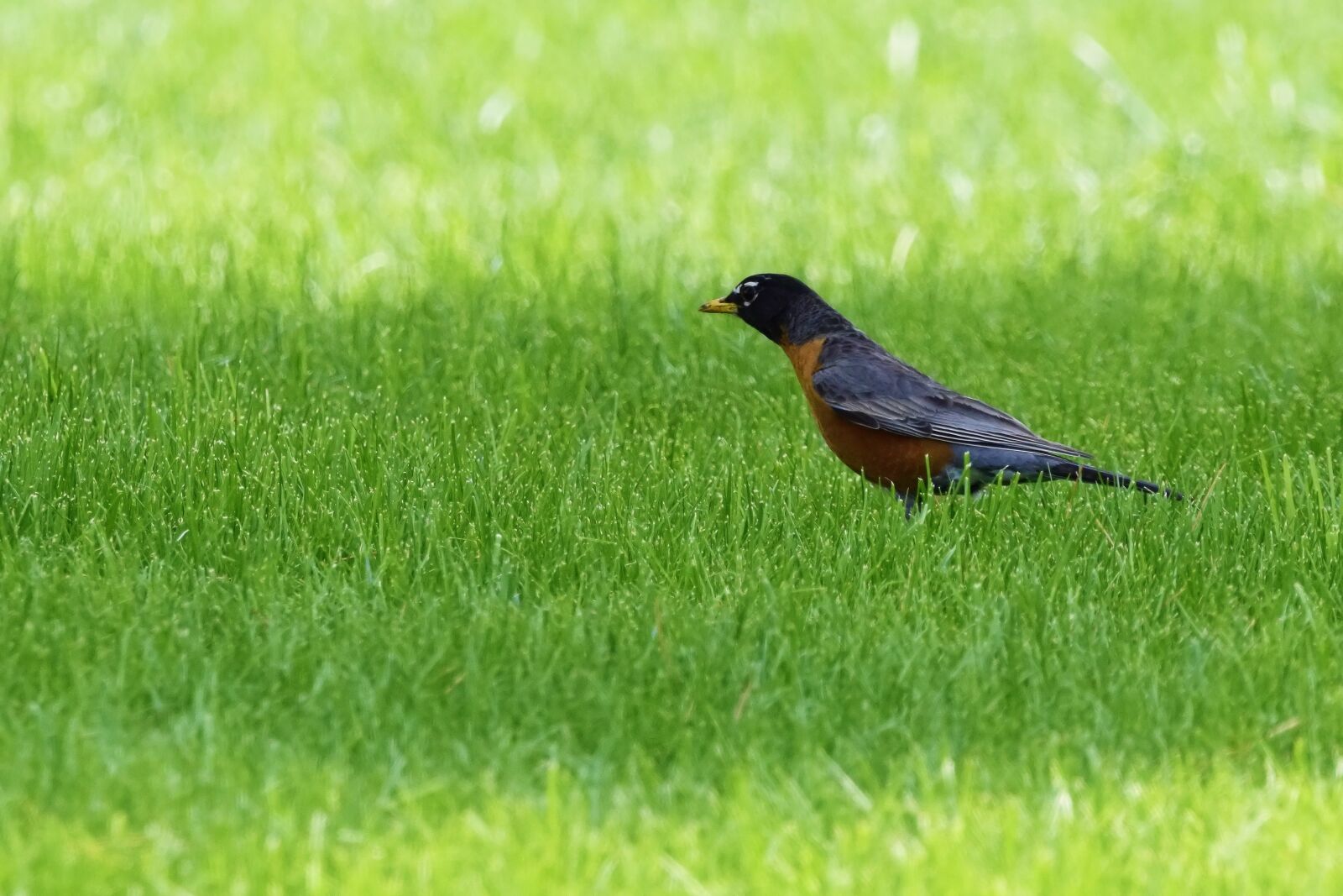 Nikon D3300 sample photo. Robin, bird, nature photography