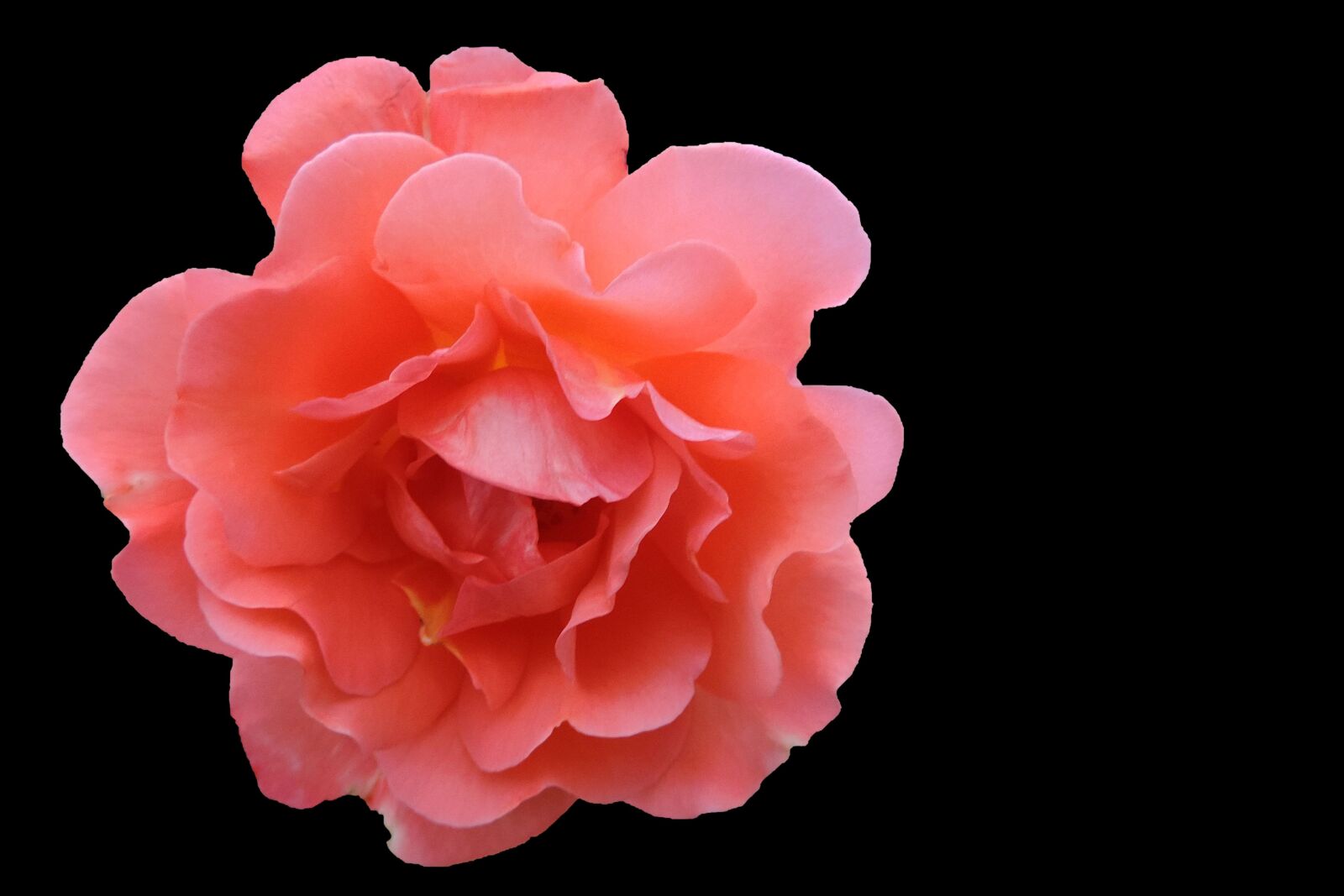 Nikon Coolpix P520 sample photo. Rose, blossom, bloom photography
