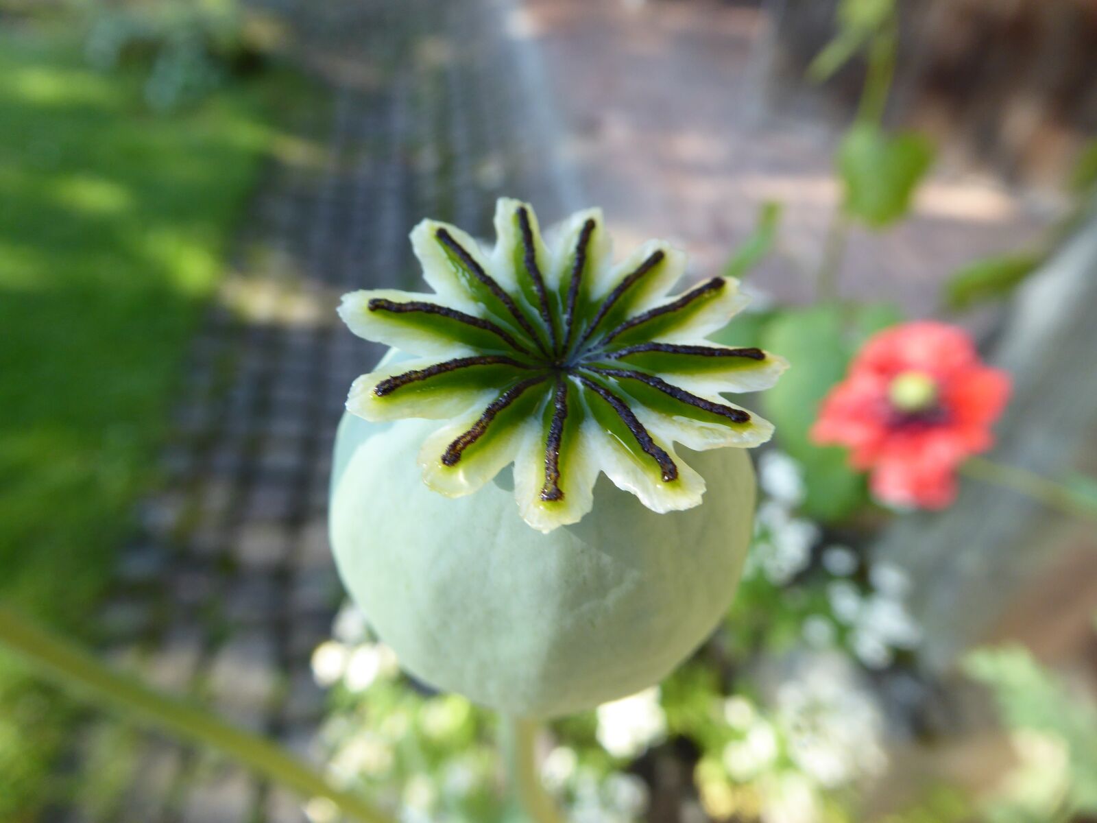 Panasonic DMC-TZ61 sample photo. Poppy, seeds, capsule photography