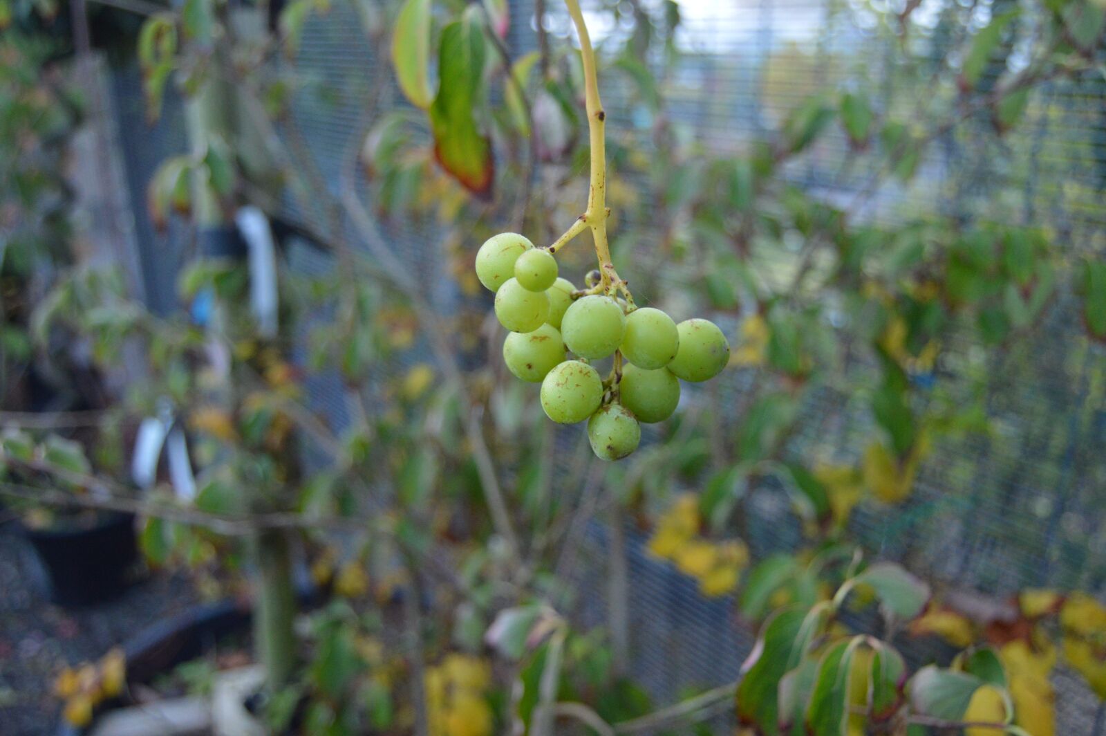 Nikon D3200 sample photo. Nature, green, spring photography