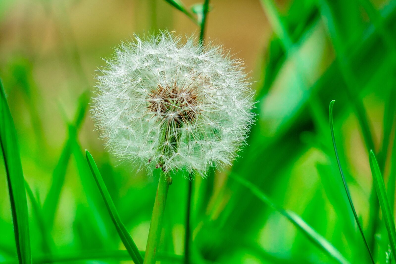 Canon PowerShot G3 X sample photo. Dandelion, wild, plant photography