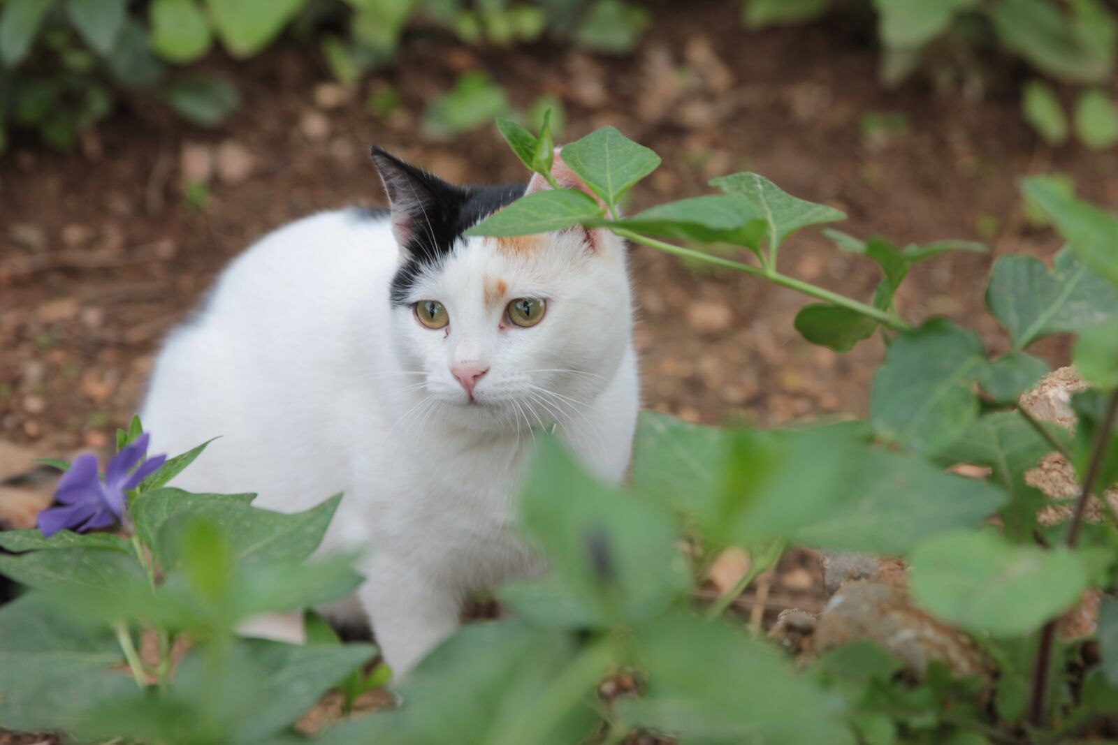 Canon EOS 550D (EOS Rebel T2i / EOS Kiss X4) sample photo. Cat, cute, friend photography