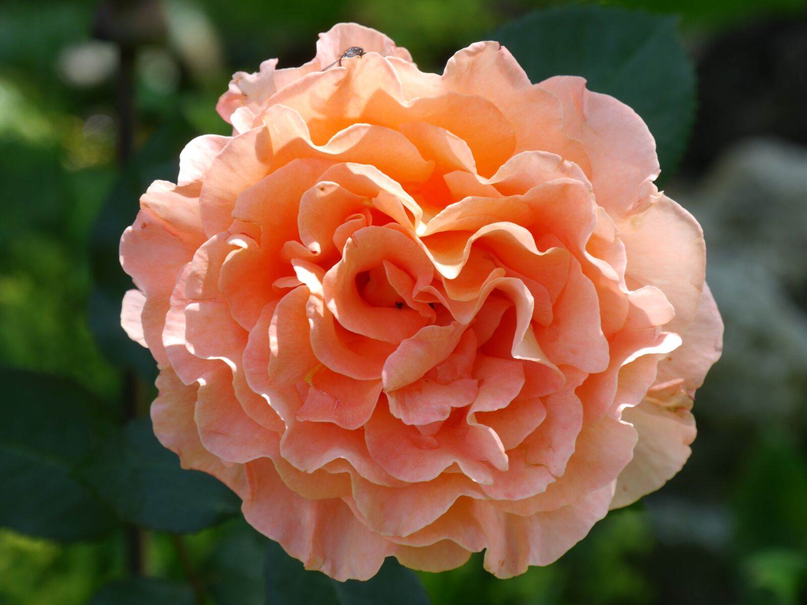 Panasonic Lumix DMC-G6 sample photo. Flower, rose, salmon photography