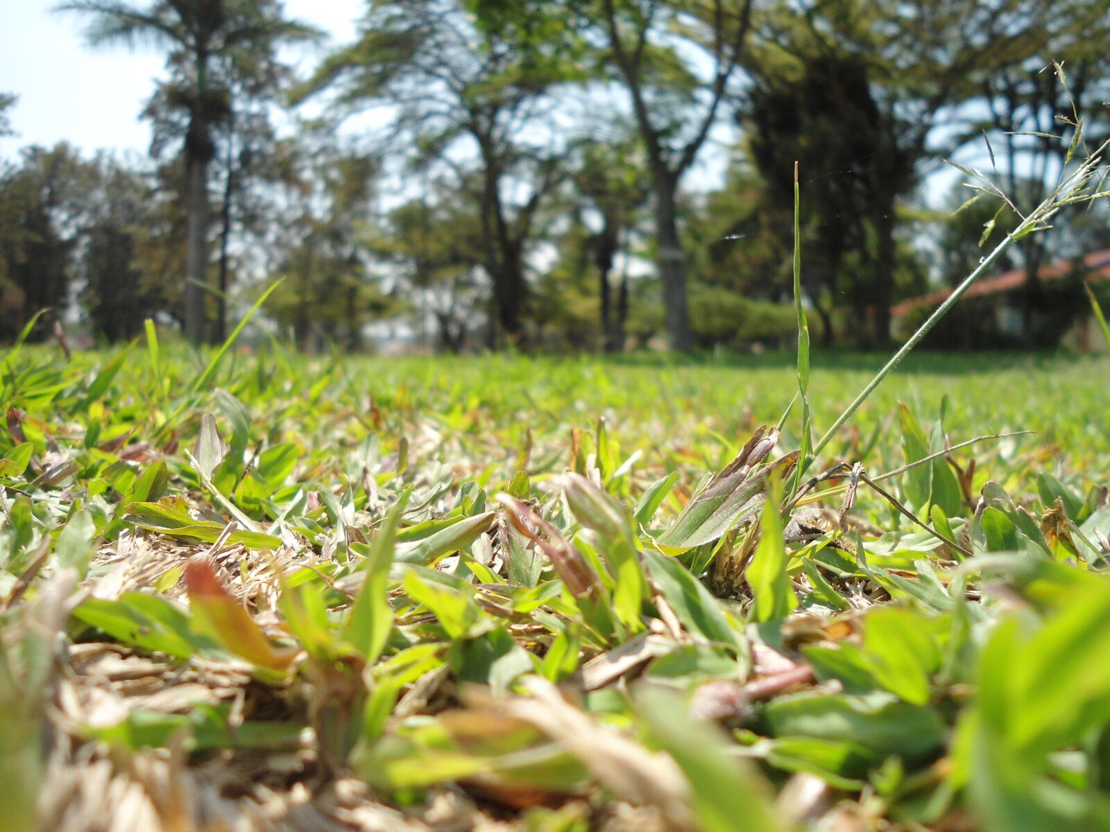 Sony Cyber-shot DSC-W510 sample photo. Green, grass, outdoors photography