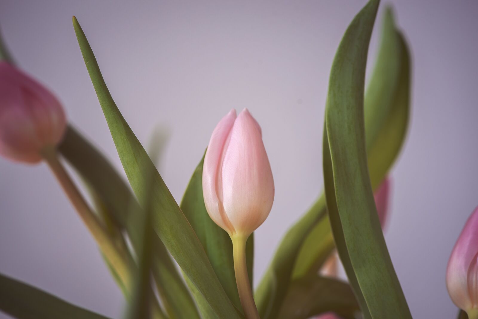 Nikon D750 sample photo. Tulip, pink, flower photography