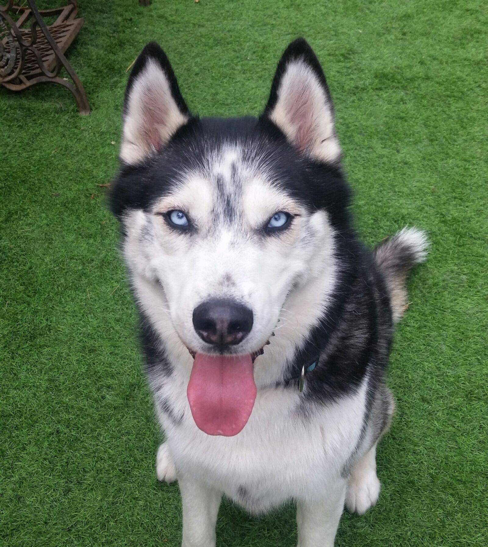 Samsung Galaxy S5 sample photo. Husky, dog, pet face photography