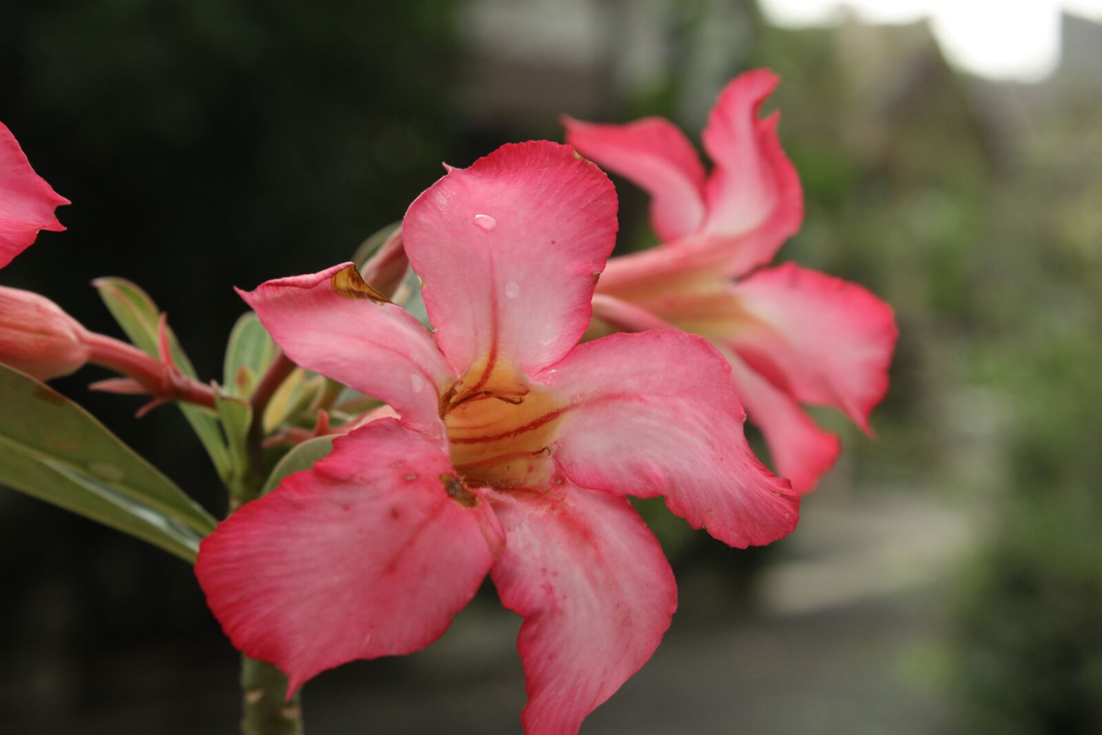 Canon EOS 500D (EOS Rebel T1i / EOS Kiss X3) sample photo. Flower, cambodia, nature photography