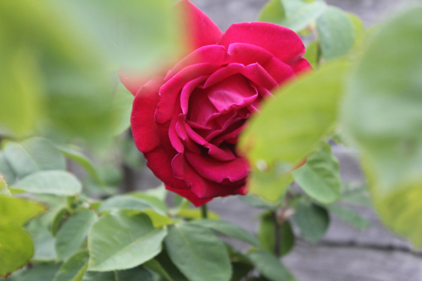 Canon EOS 60D sample photo. Flower, garden, nature, red photography
