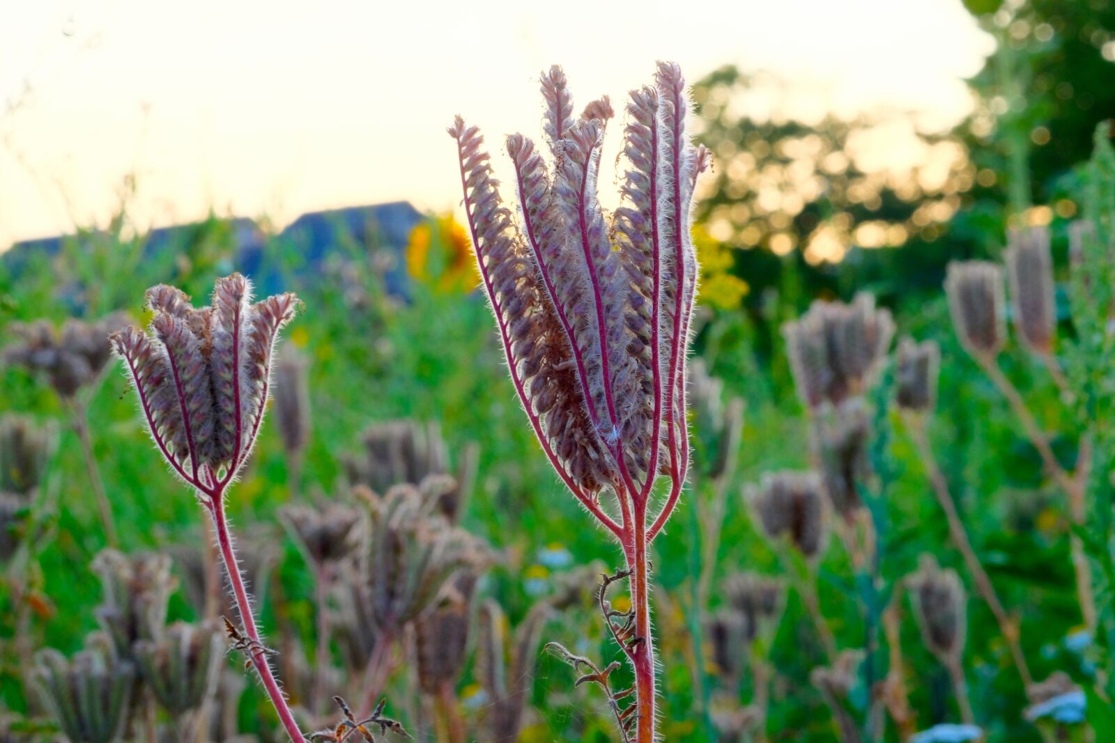 Fujifilm X-T20 sample photo. Grassland plants, meadow, nature photography