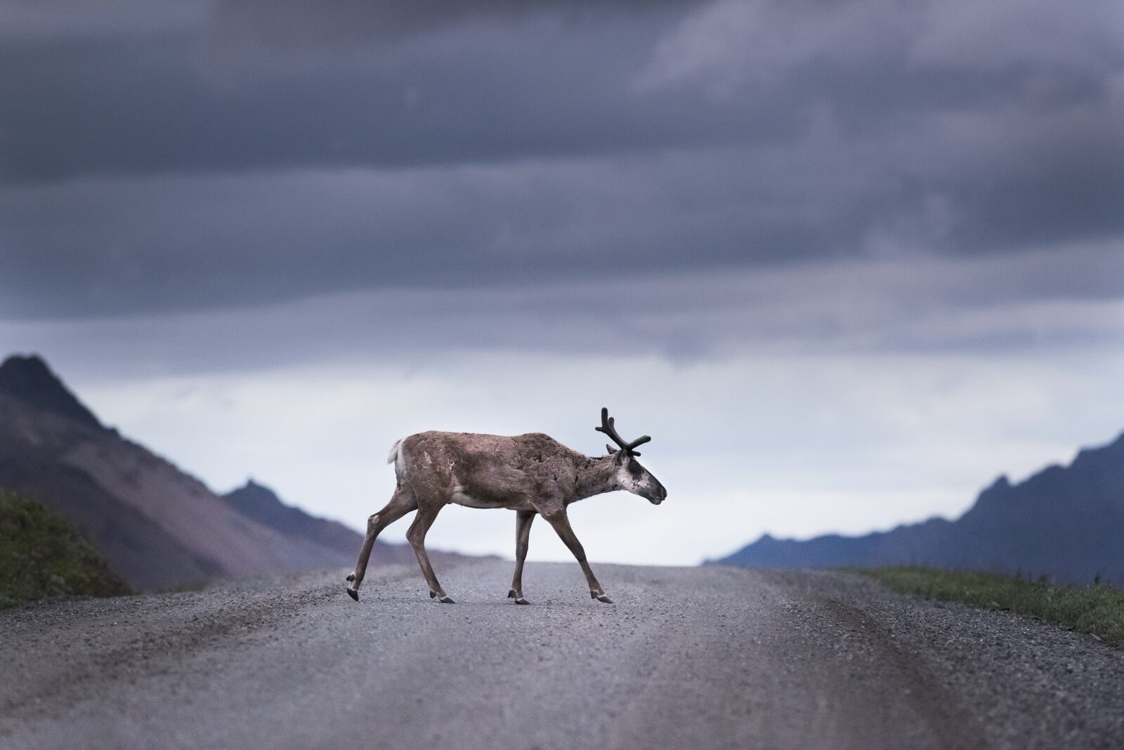 Nikon D810 sample photo. Caribou, wildlife, reindeer photography