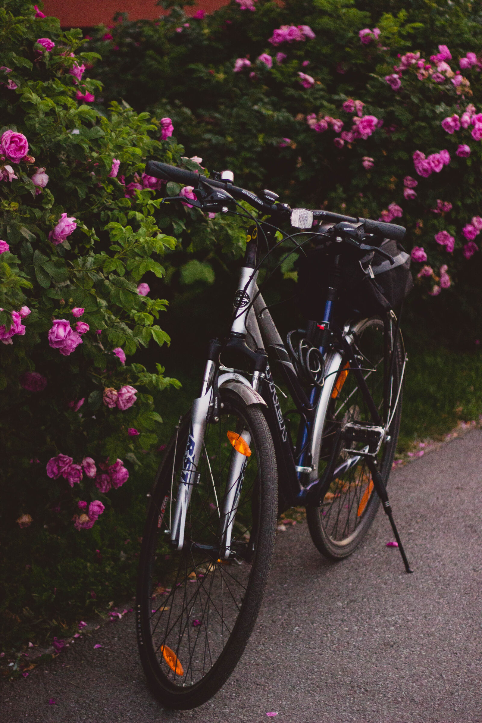 Canon EOS 600D (Rebel EOS T3i / EOS Kiss X5) + Canon EF 50mm F1.8 II sample photo. Bicycle, bike, bloom, blossom photography