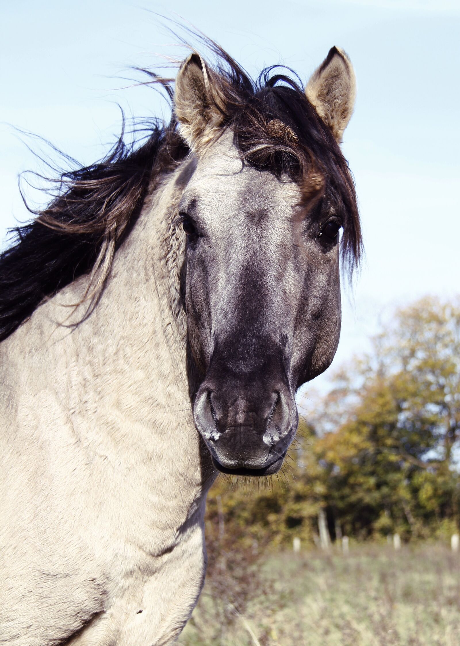 Canon EOS 550D (EOS Rebel T2i / EOS Kiss X4) sample photo. Horse, stallion, konik photography