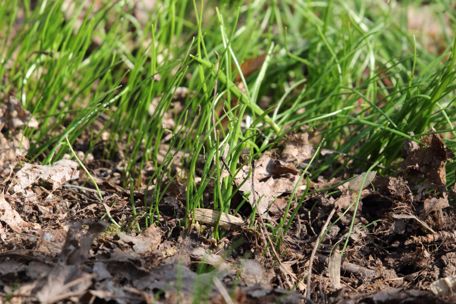 Sigma 100-400mm F5-6.3 DG OS HSM sample photo. Grass, spring, nature photography
