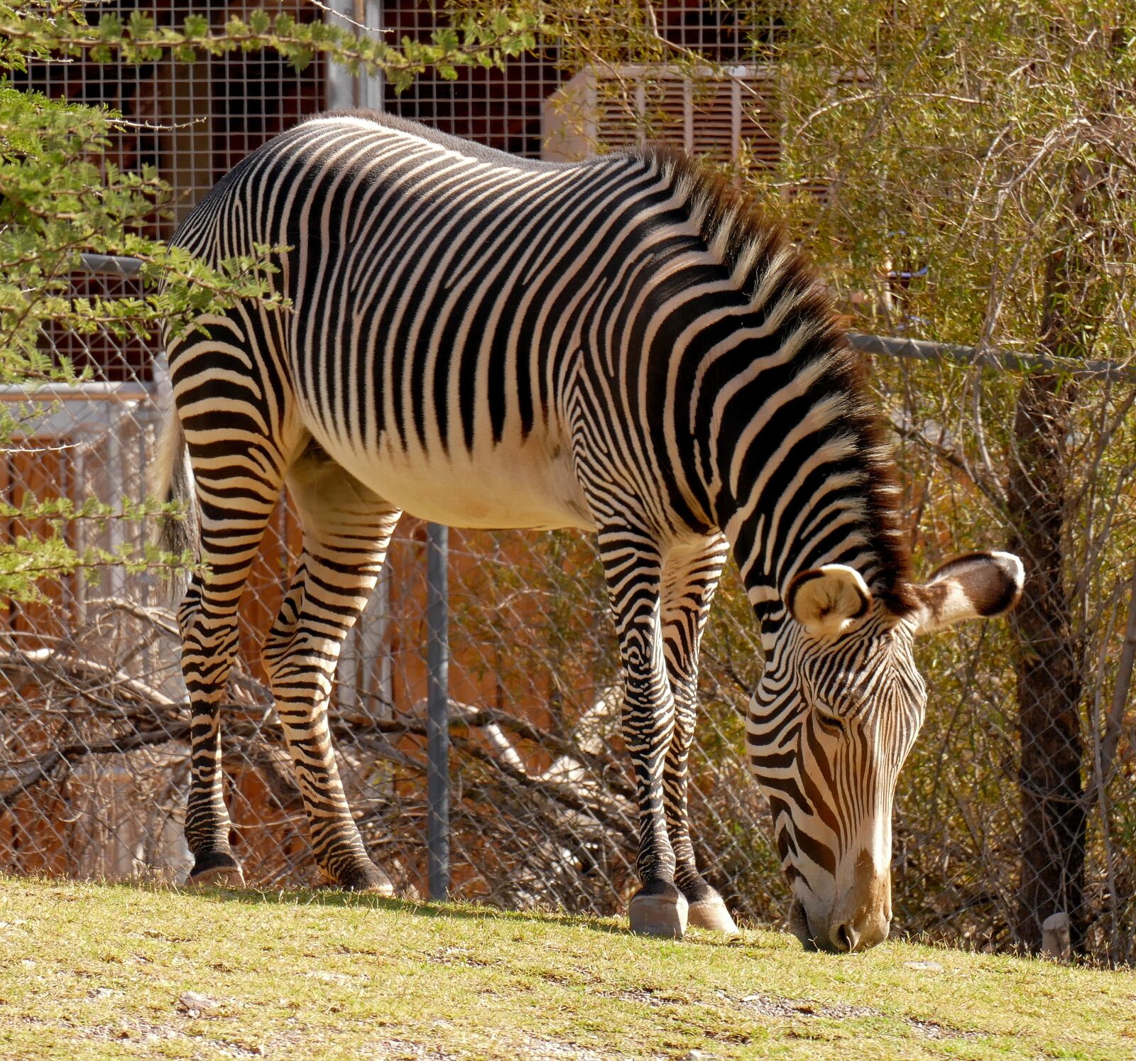Panasonic Lumix DMC-FZ1000 sample photo. Zebra, stripes, animal photography