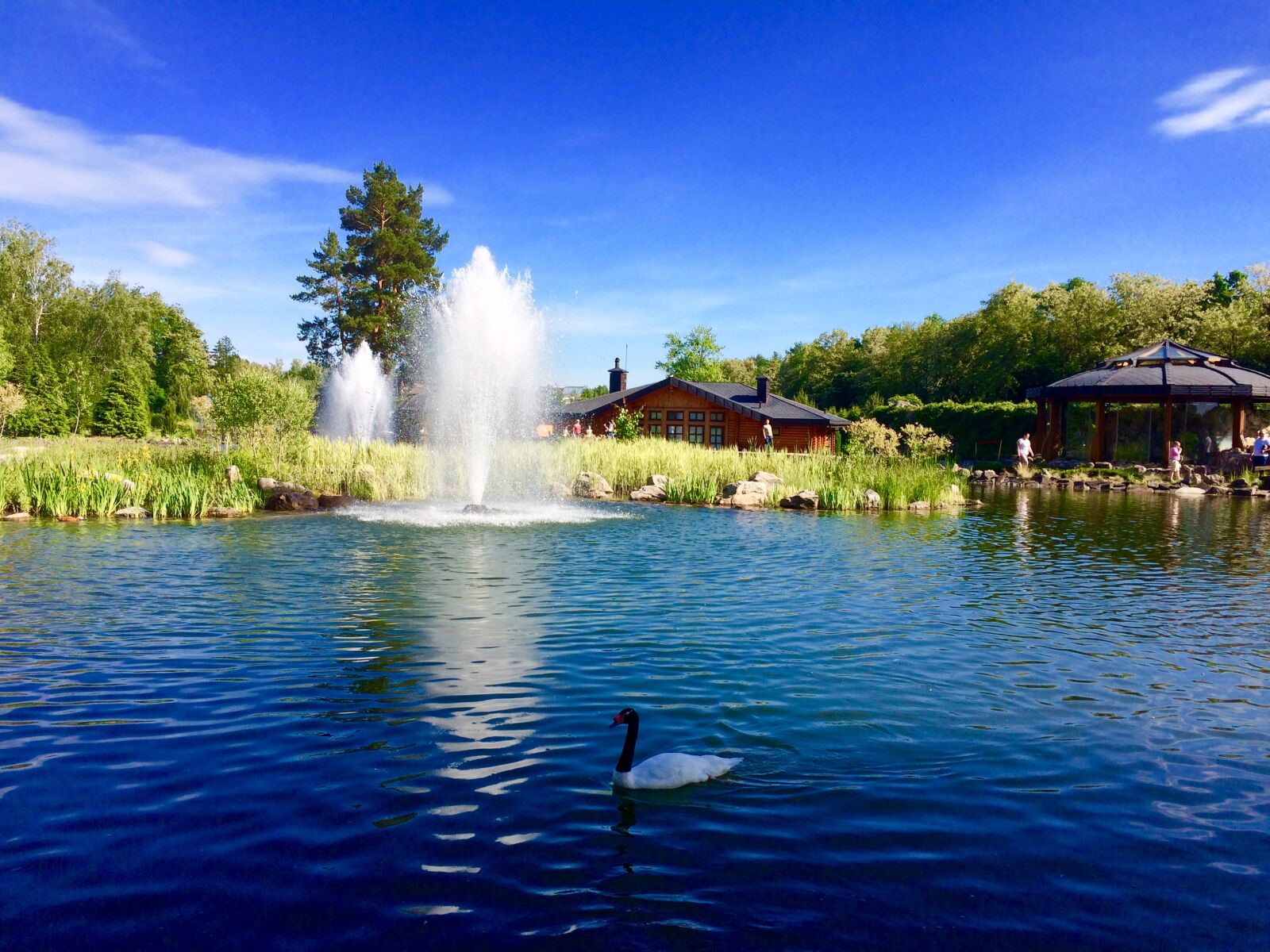 Apple iPhone 5s sample photo. Swan, lake, pond, water photography