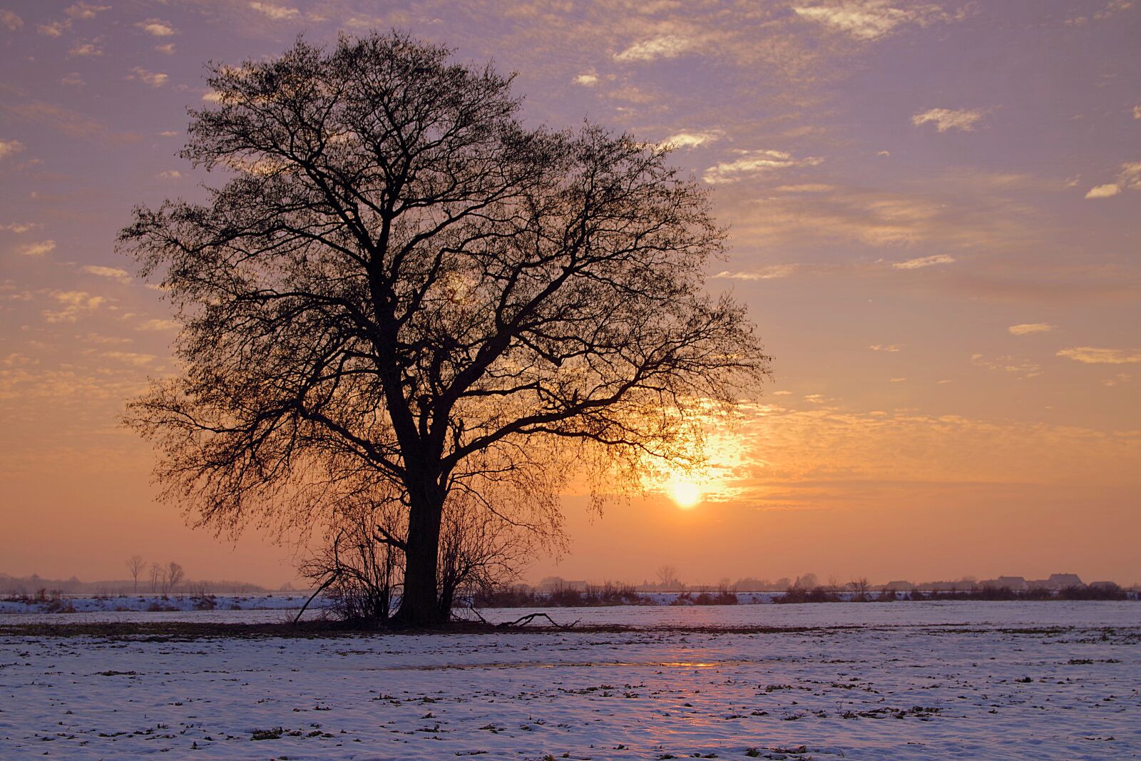 Pentax K-S2 sample photo. Tree, lonely, sunset photography