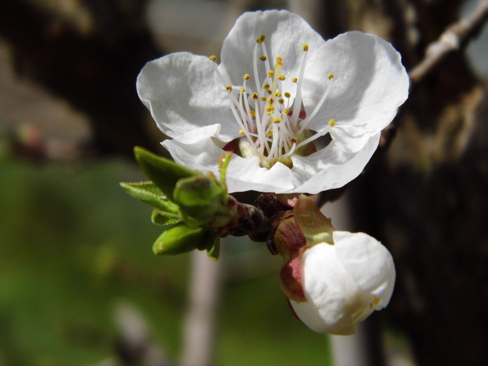 Benq GH600 sample photo. Apricot, blossom, bloom photography