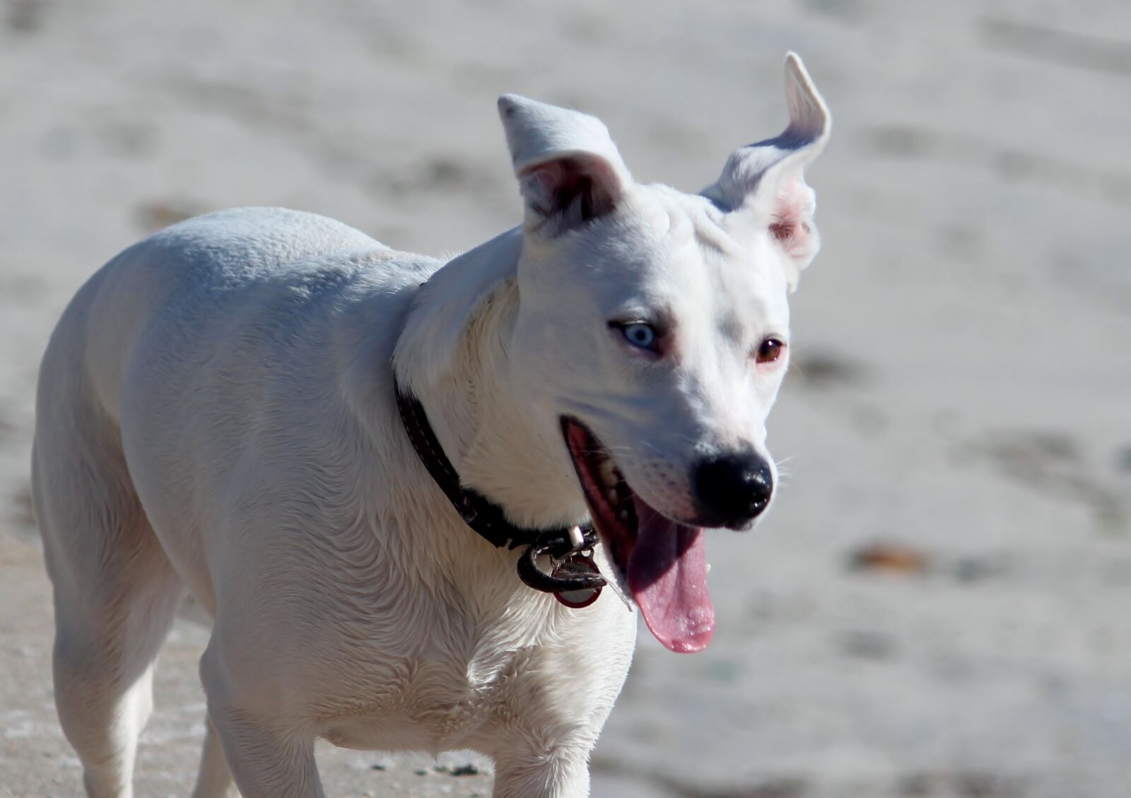 Canon EOS 650D (EOS Rebel T4i / EOS Kiss X6i) sample photo. Dog, run, movement photography
