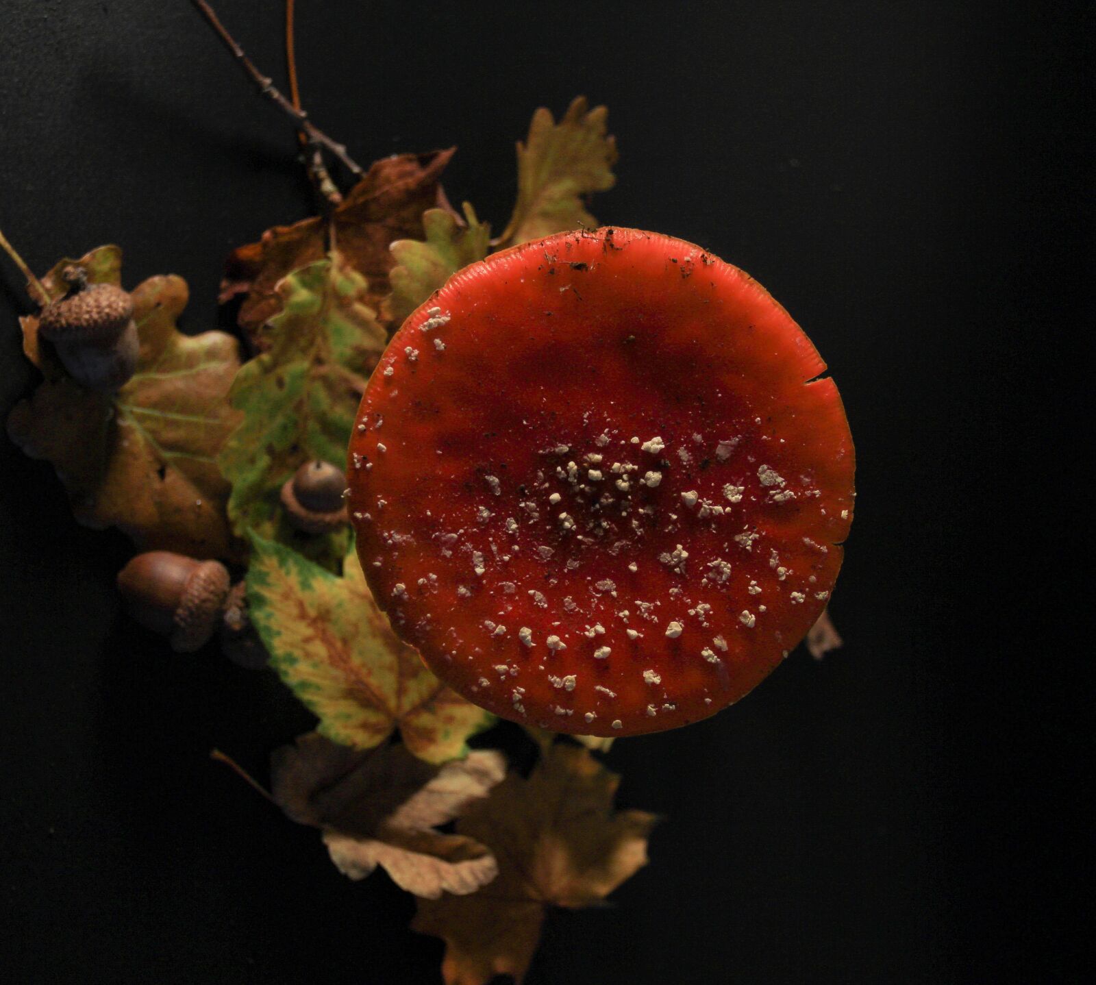 Canon EOS 700D (EOS Rebel T5i / EOS Kiss X7i) sample photo. Autumn, mushroom, fly agaric photography