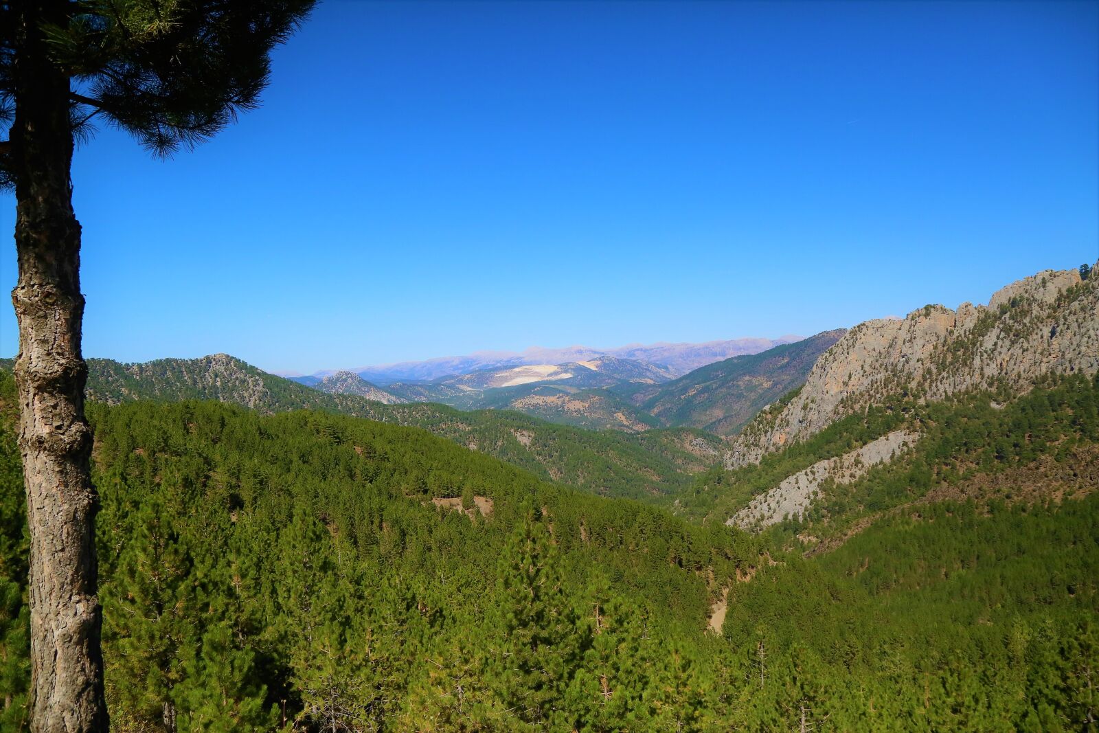 Canon EF 24-105mm F4L IS USM sample photo. Mountain, forest, nature photography