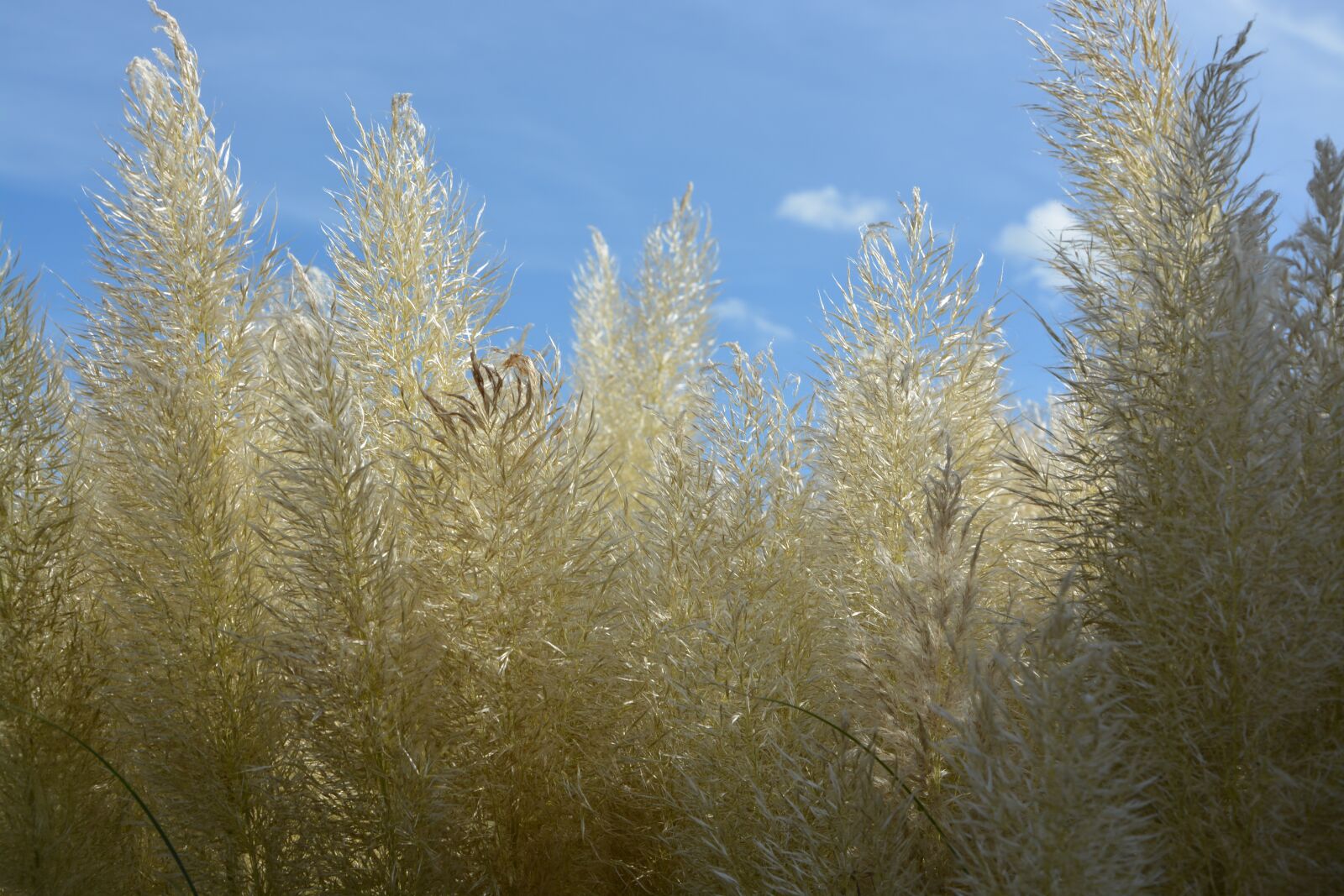 Nikon D5200 sample photo. Pampas grass, seed, nature photography