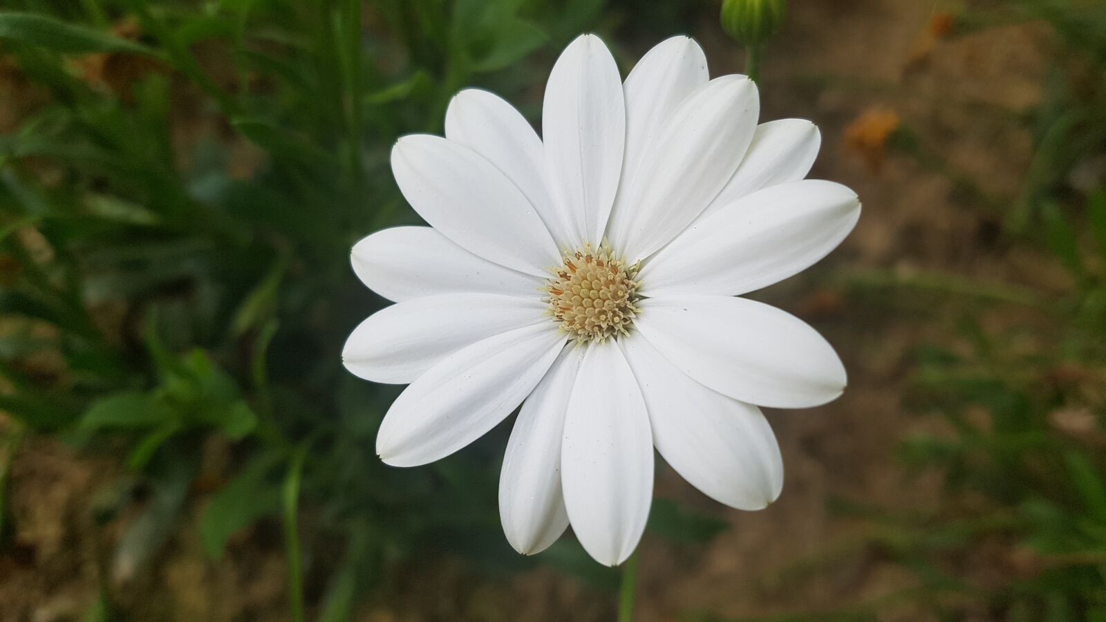 Samsung Galaxy S7 sample photo. White flower, flower, white photography