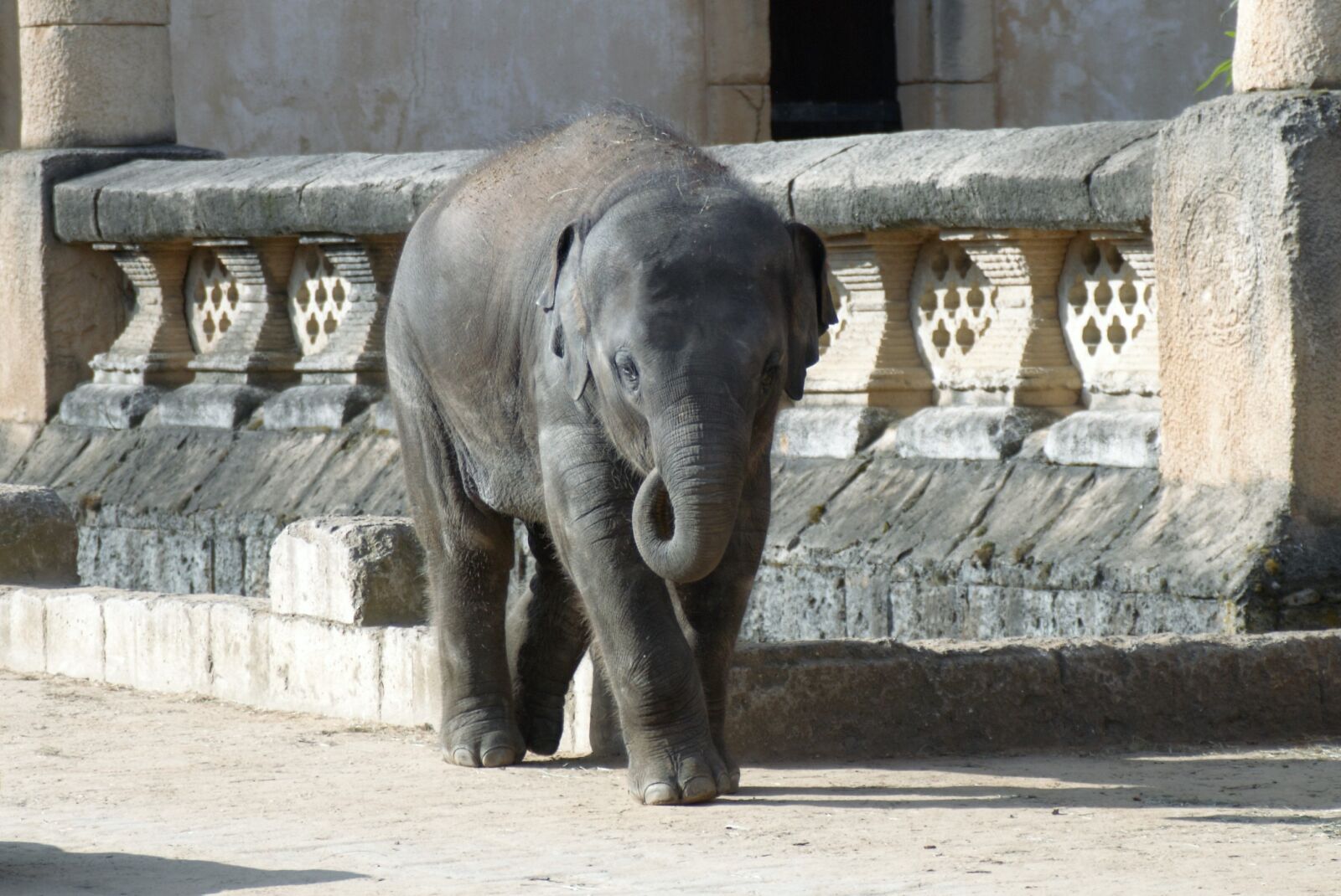 Nikon D80 sample photo. Travel, elephant, zoo photography