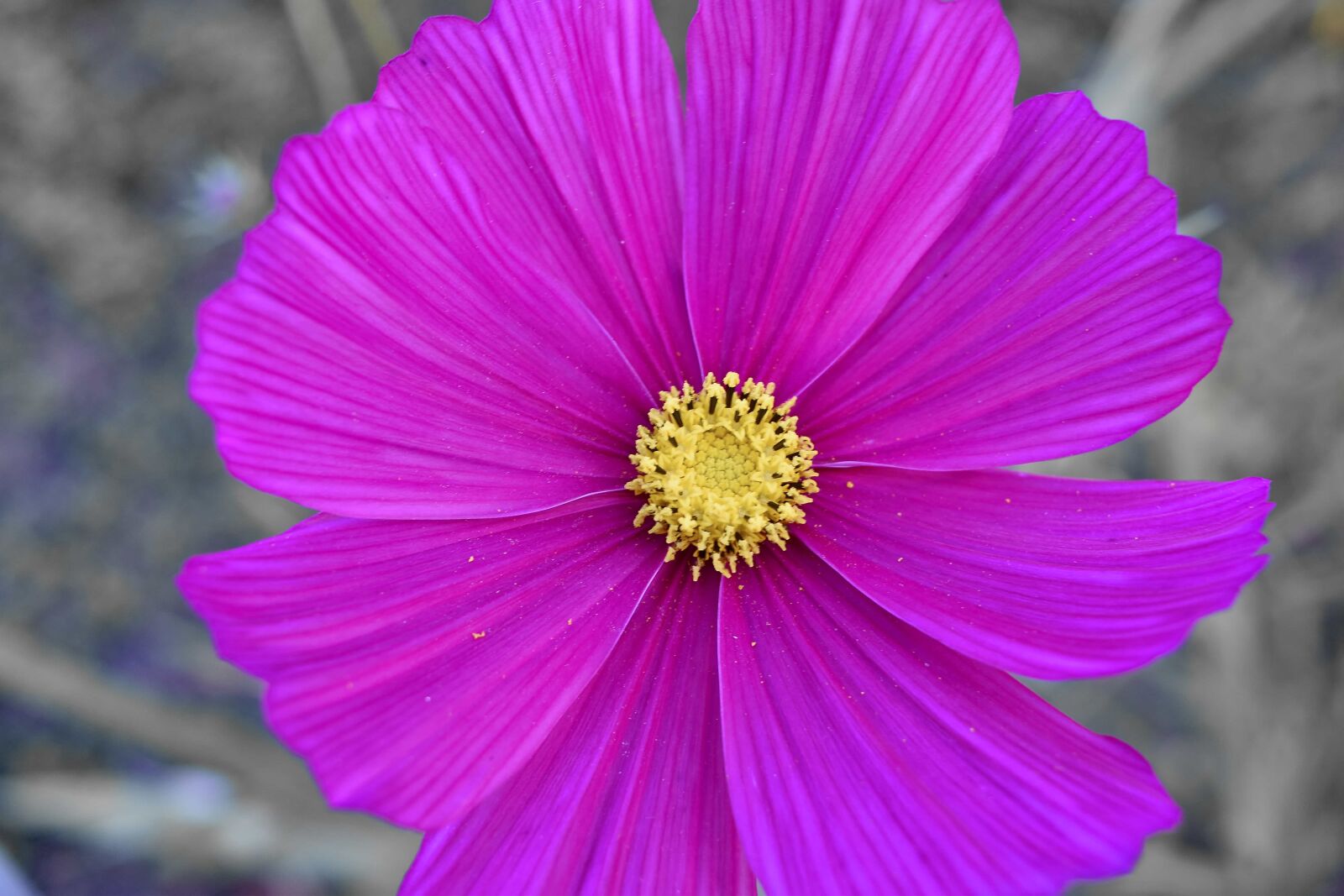 Nikon D5500 sample photo. Botanic, flowers, horticulture, nature photography
