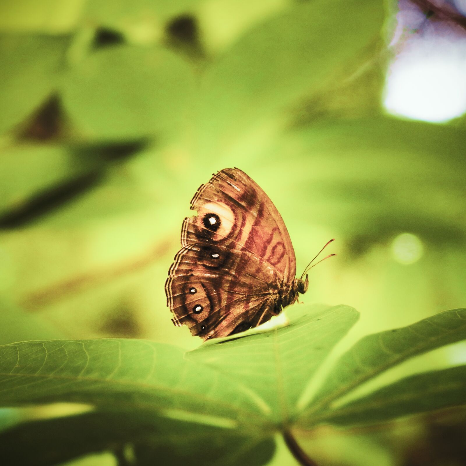 Canon EOS 750D (EOS Rebel T6i / EOS Kiss X8i) sample photo. Butterfly, nature, outdoor photography