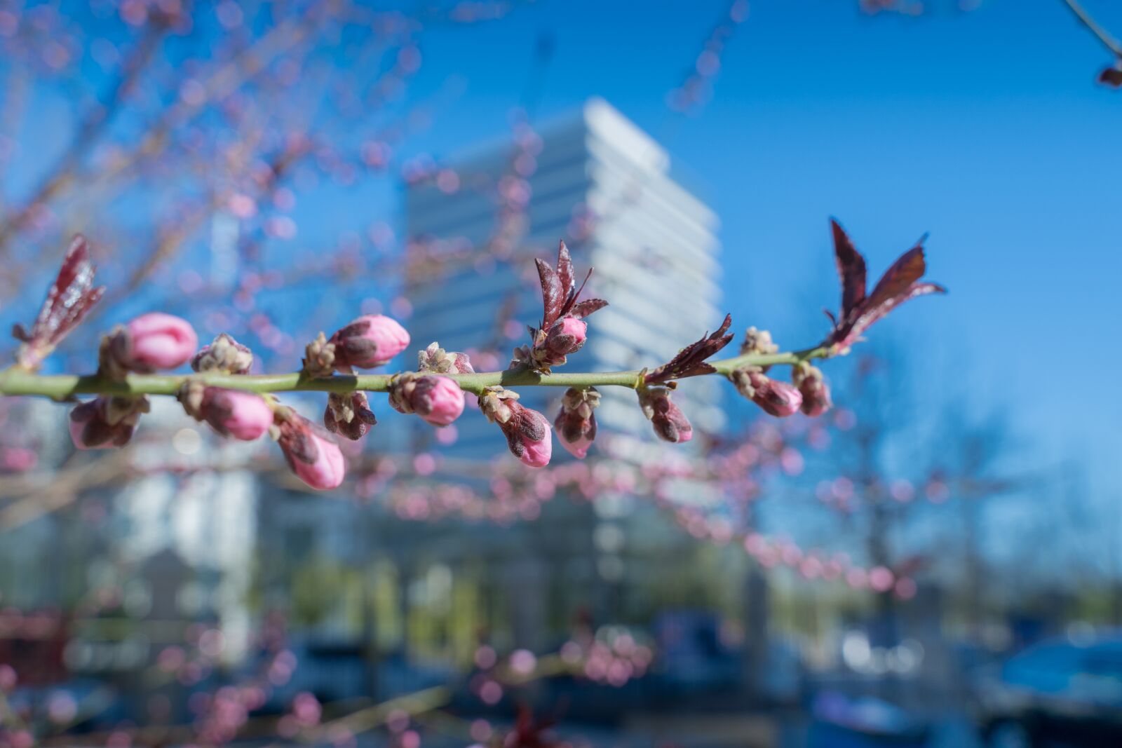 Sony a7 III + Tamron 28-75mm F2.8 Di III RXD sample photo. Peach blossom, spring, blue photography