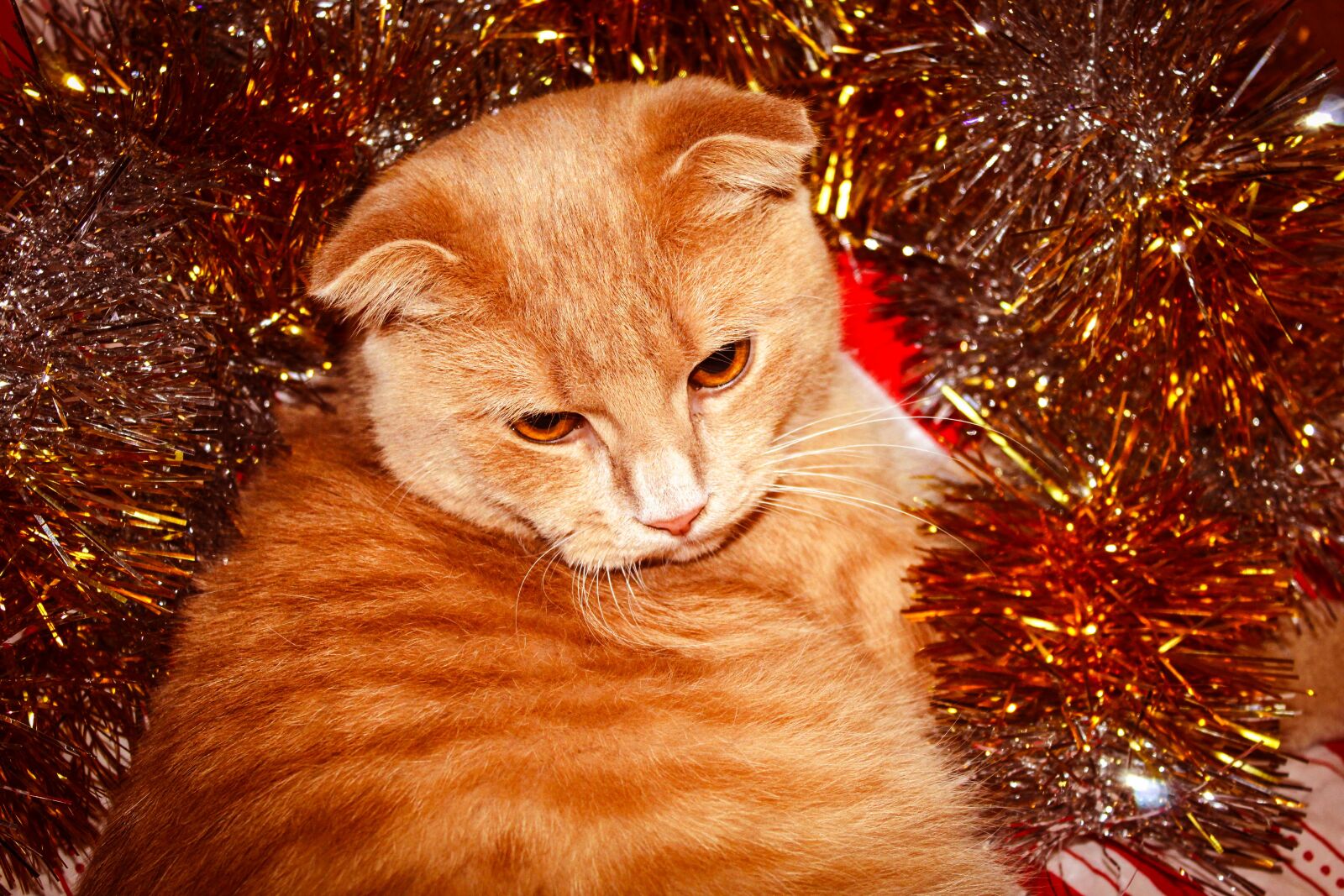 Canon EOS 4000D (EOS Rebel T100 / EOS 3000D) sample photo. Cat, young, red photography