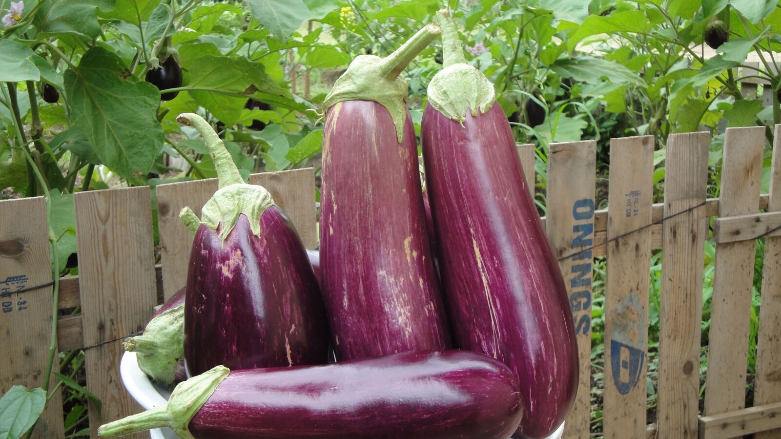 Sony Cyber-shot DSC-W290 sample photo. Eggplant, melongena, agriculture photography