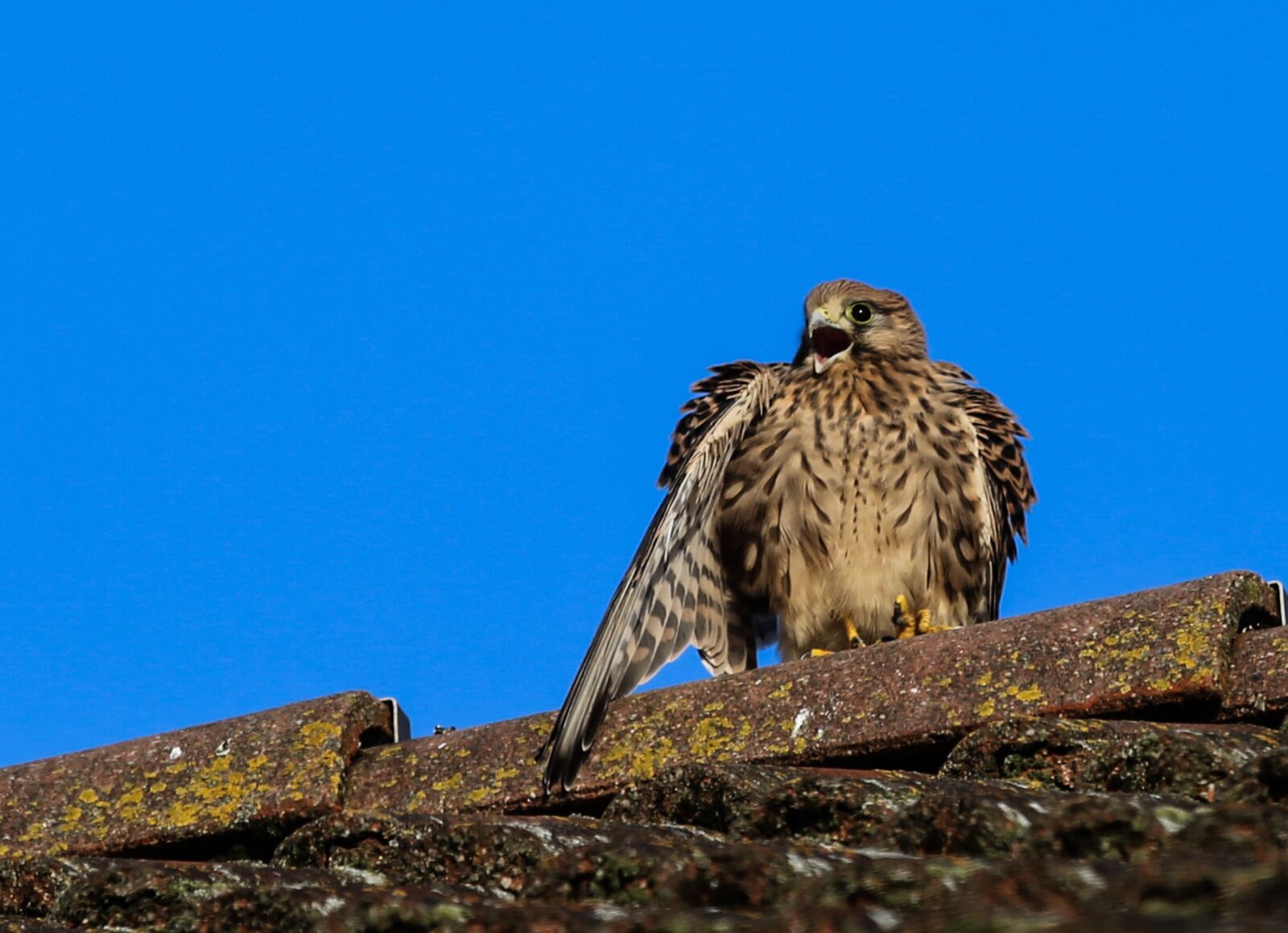 Canon EF 100-400mm F4.5-5.6L IS USM sample photo. Kestrel, bird, bird of photography