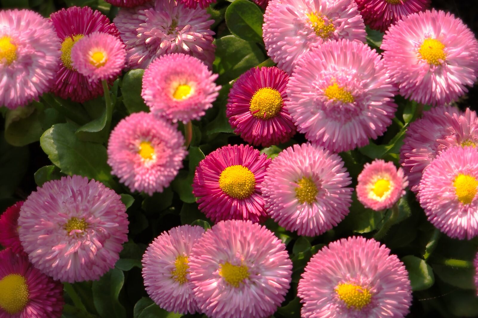 Nikon D5600 sample photo. Bellis, precious daisy, tausendsch photography