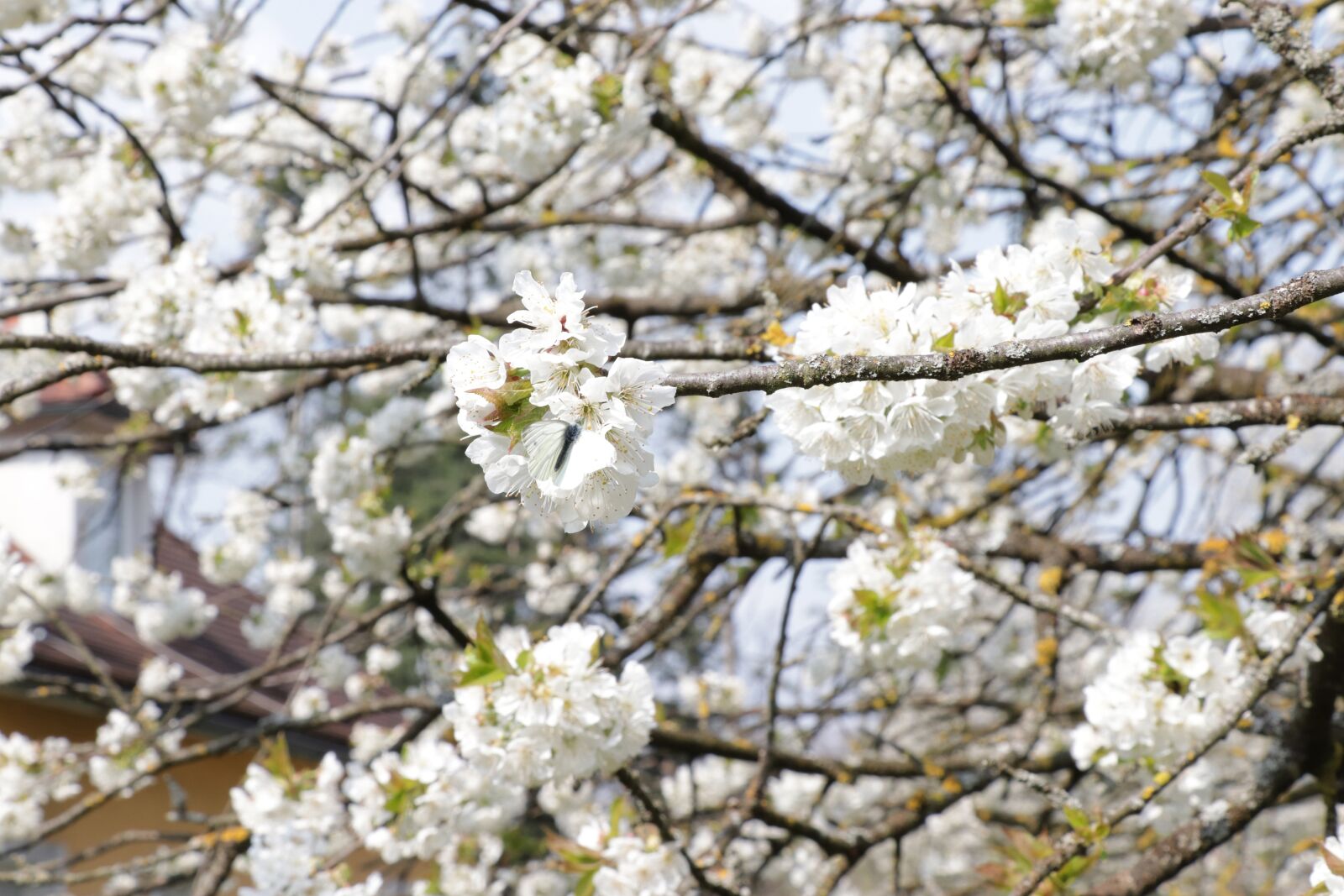Canon EOS 77D (EOS 9000D / EOS 770D) sample photo. Butterfly, cherry tree, cherry photography