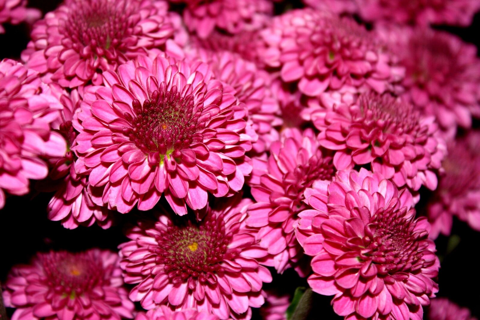 Canon EOS 1000D (EOS Digital Rebel XS / EOS Kiss F) + f/3.5-5.6 IS sample photo. Chrysanthemums, flower, magenta color photography